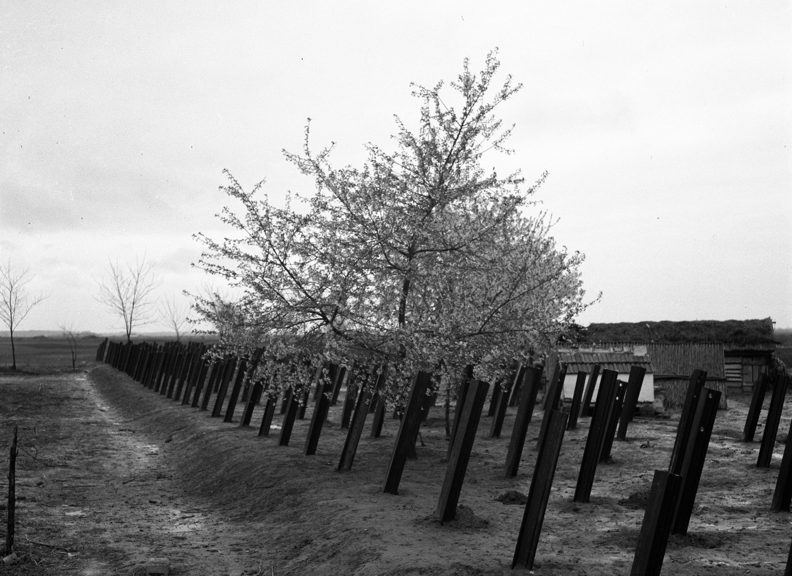 Harckocsi akadály, harckocsi akasztók vasúti sínből., 1941, Lissák Tivadar, rügyfakadás, útakadály, harckocsi akadály, Fortepan #71503