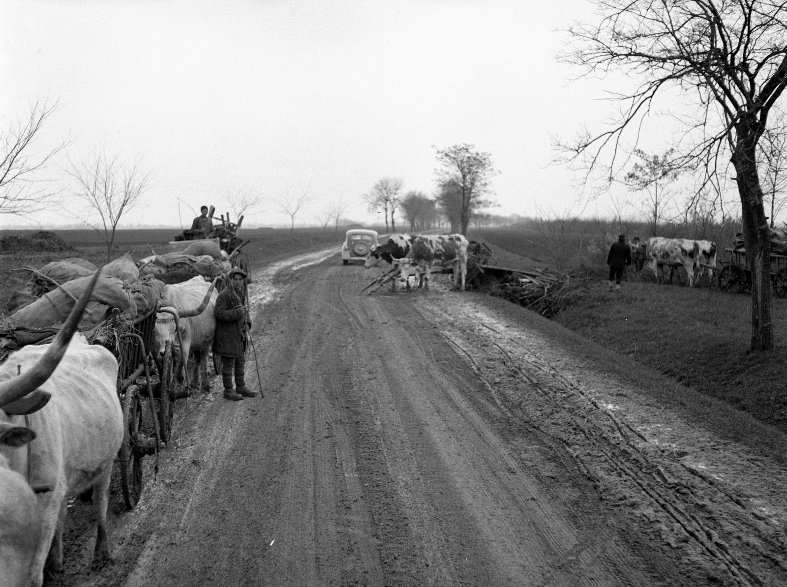 Croatia, országút Baranyaszentistván és Petárda között., 1941, Lissák Tivadar, cattle, coach, automobile, Fortepan #71512