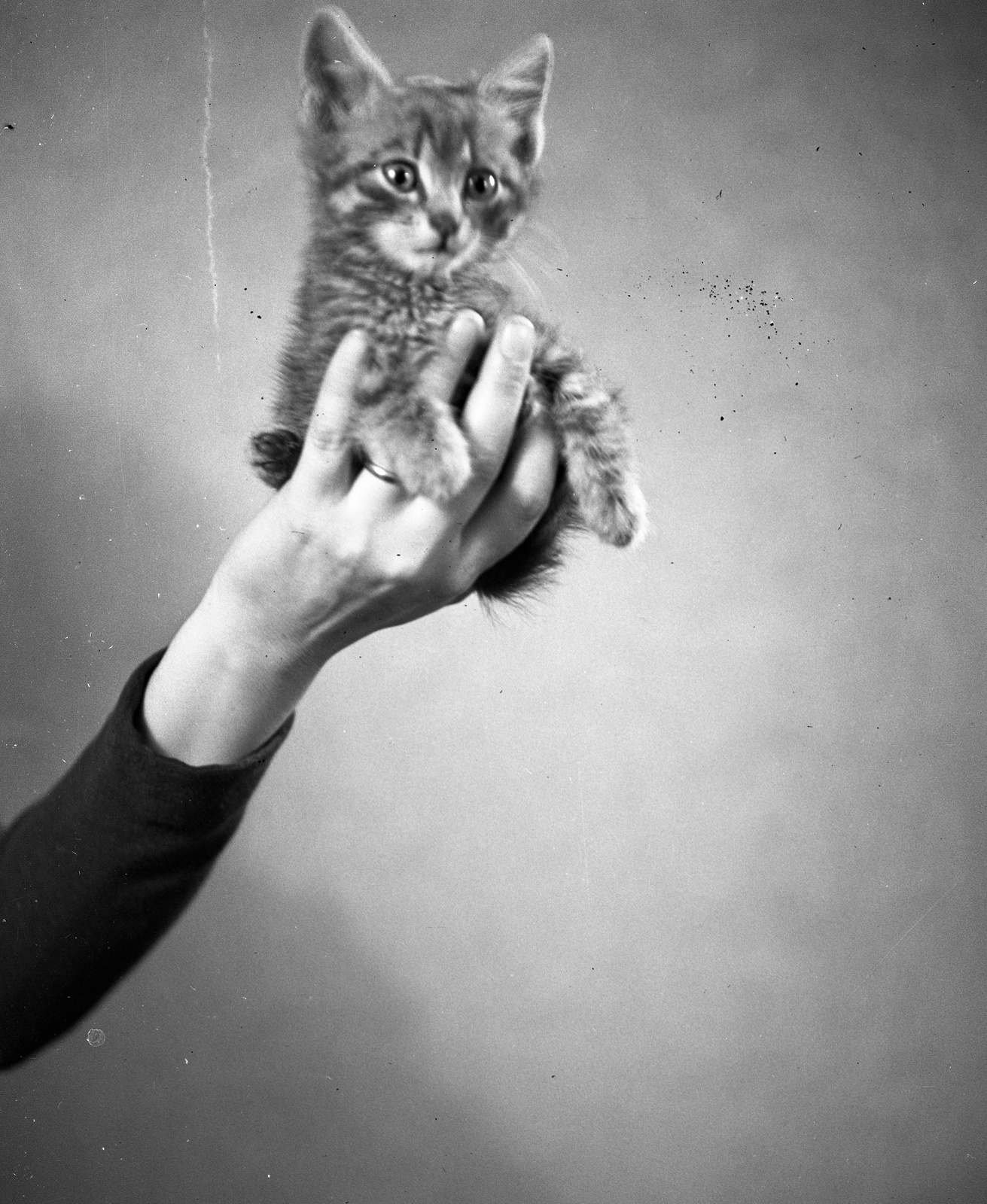 1945, Lissák Tivadar, cat, hold in arms, Fortepan #72957