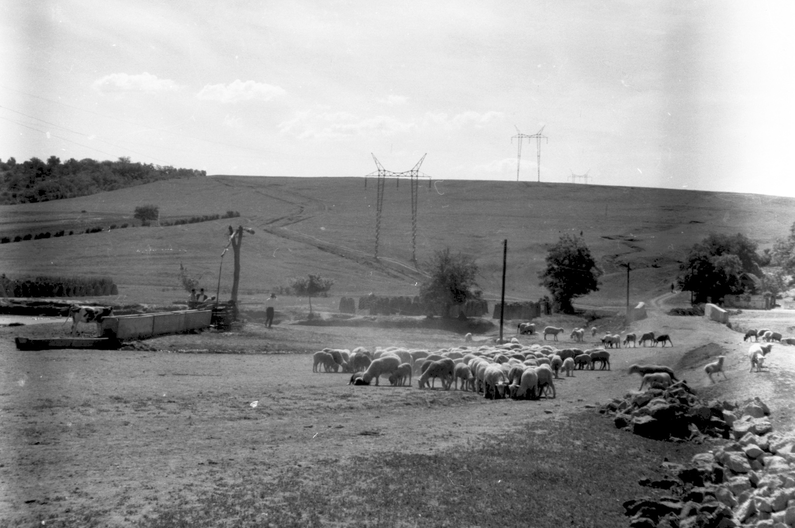 Hungary, Lőrinci, látkép a várostól kelet felé nézve, előttünk a Zagyva., 1948, Lissák Tivadar, men, cattle, sheep, picture, water trough, shadoof, hillside, herd, drinking, power line, Fortepan #73058