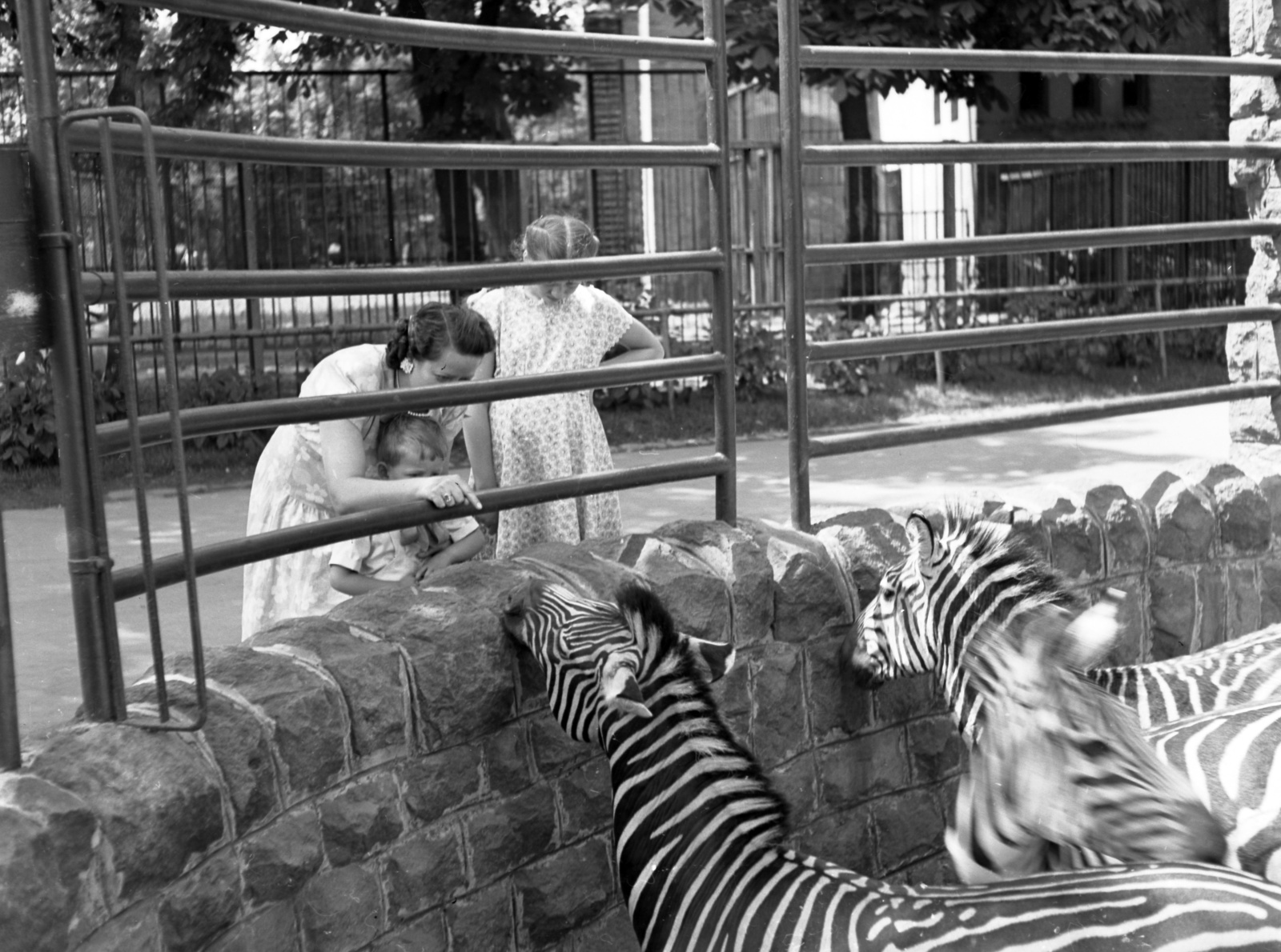 Hungary, Zoo, Budapest XIV., 1948, Lissák Tivadar, zoo, Budapest, Fortepan #73081