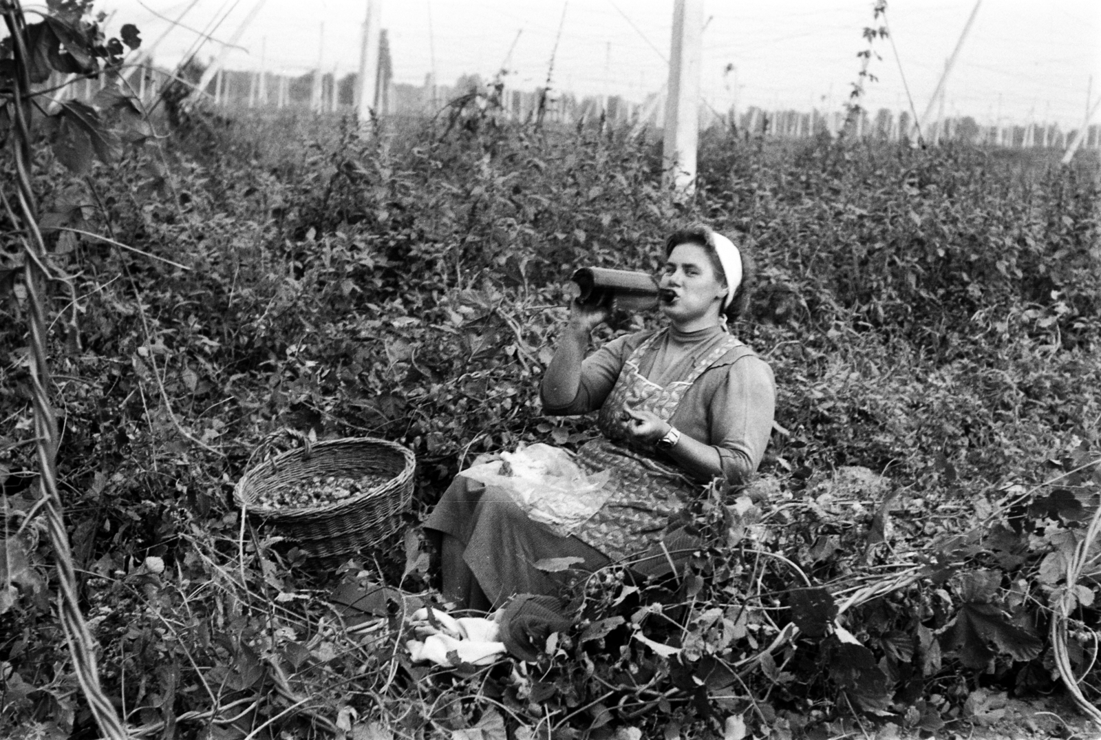 Magyarország, Kimle, Horvátkimle (ekkor önálló), komlóültetvény, komlószedő pihenőn., 1962, Mohl József, szüret, mezőgazdaság, borosüveg, komló, Fortepan #74087