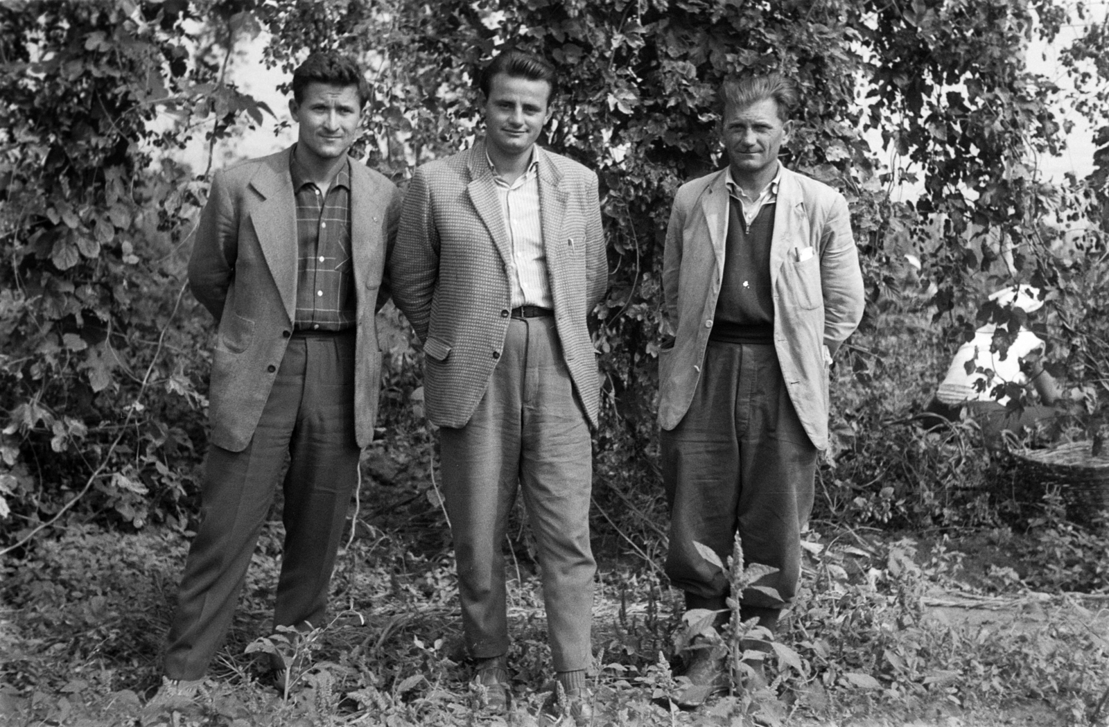 Hungary, Kimle, Horvátkimle (ekkor önálló), a felvétel egy komlóültetvényen készült., 1962, Mohl József, tableau, agriculture, man, hop, Fortepan #74088