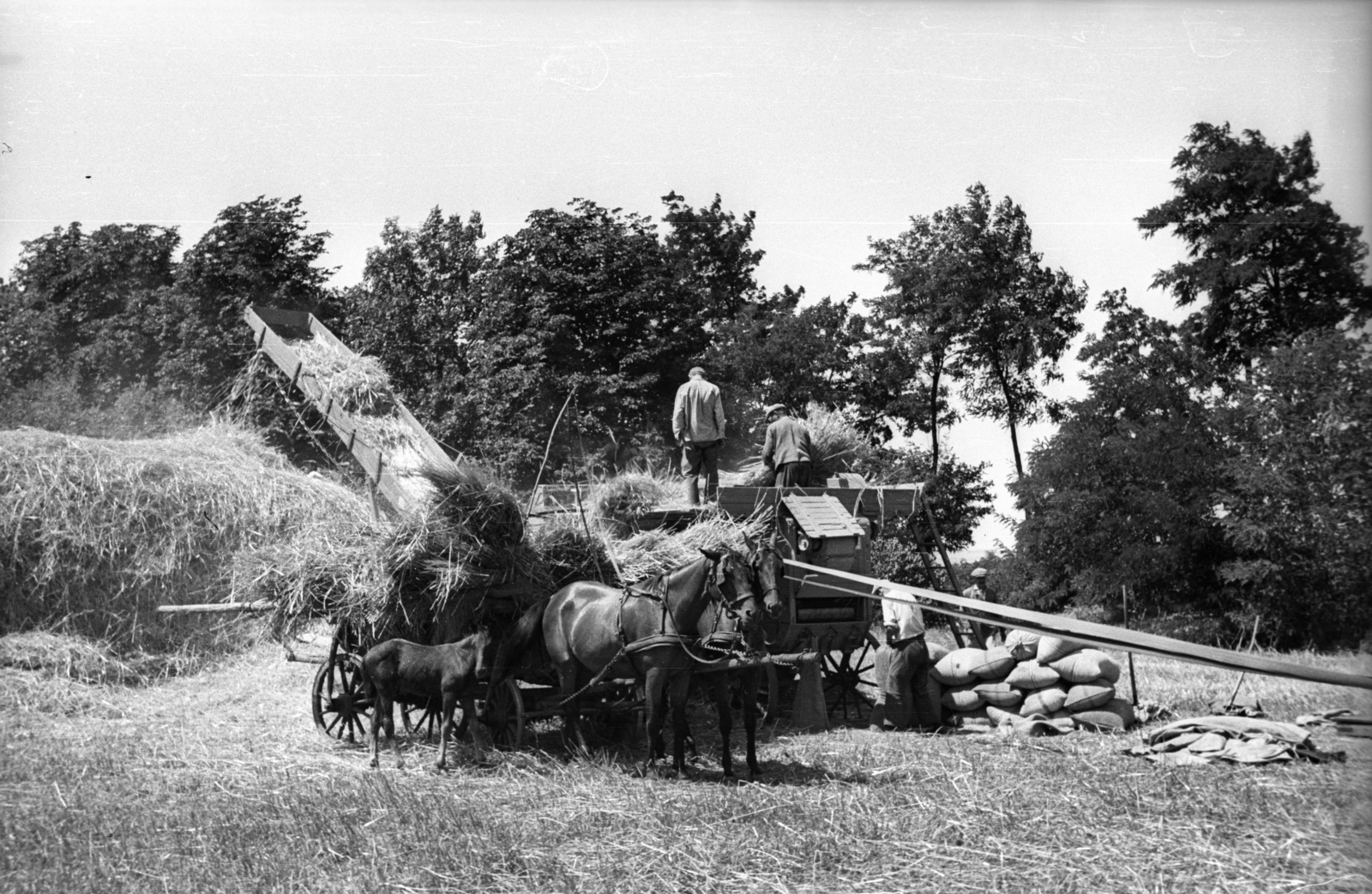 1940, Rosta László, chariot, Horse-drawn carriage, genre painting, agriculture, threshing machine, sack, threshing, foal, belt drive, Fortepan #74286