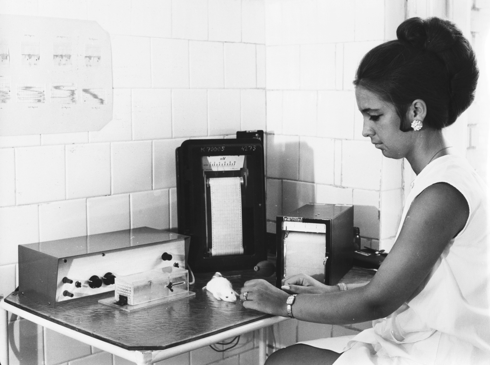 1970, Semmelweis Egyetem Levéltára, laboratory, mouse, animal research, Fortepan #74699