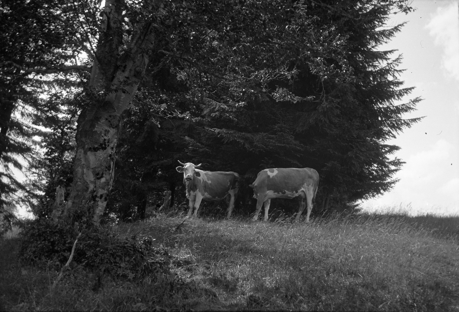 1934, Romák Éva, cattle, Fortepan #74791