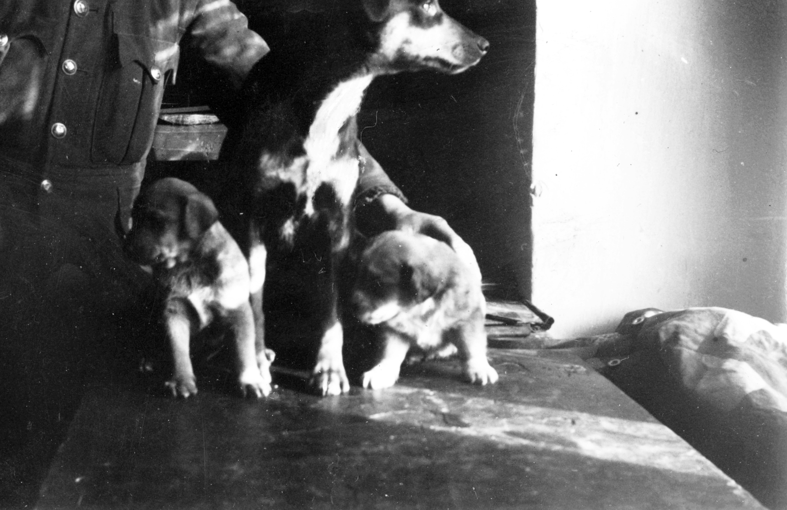 1942, Teller Ferenc, Jankovich Ignác, dog, Fortepan #75460