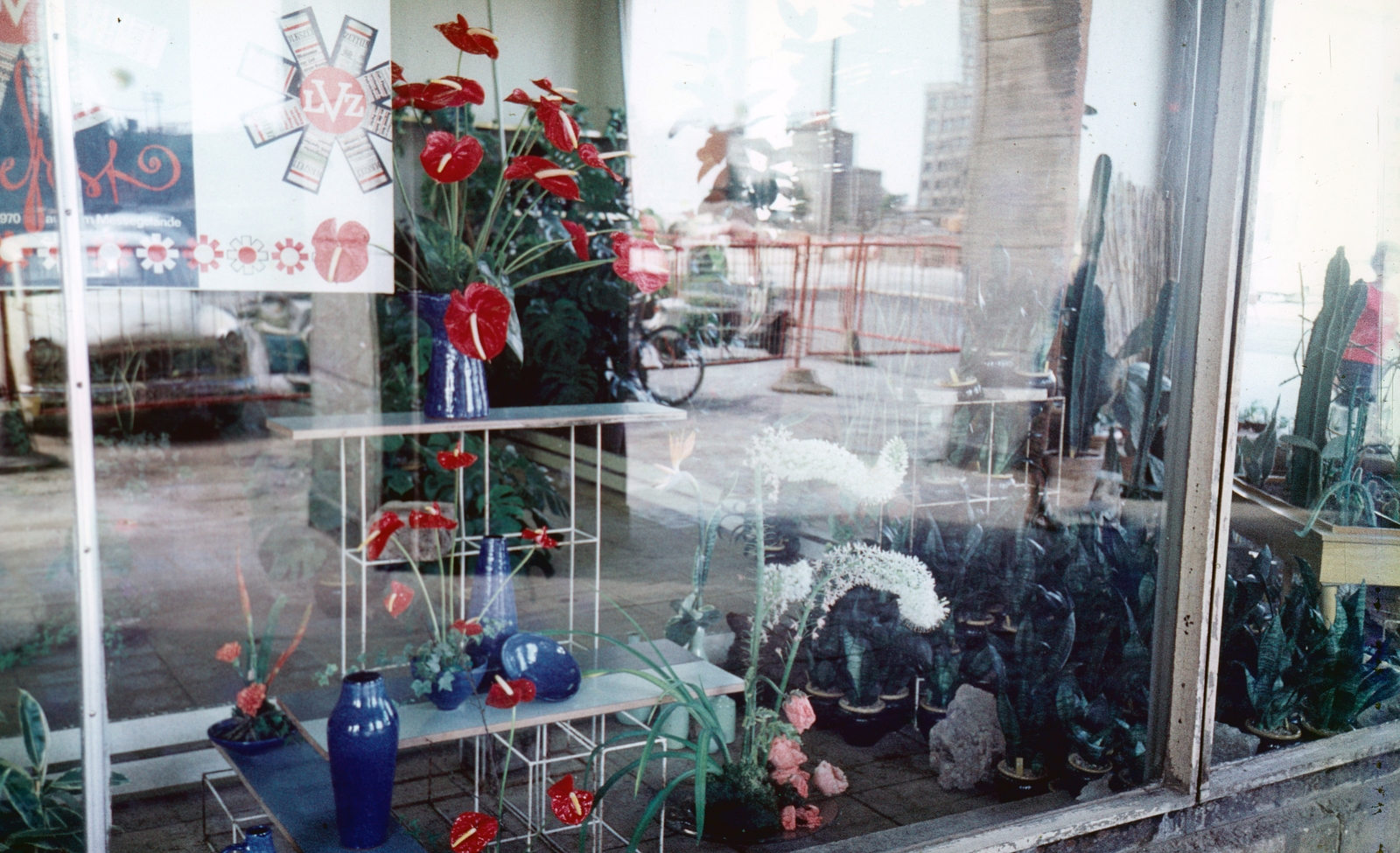 Germany, Dresden, Wilsdruffer Strasse (Ernst-Thälmann-Strasse)., 1969, Kristek Pál, colorful, GDR, anthurium, Show window, florist, Fortepan #75560