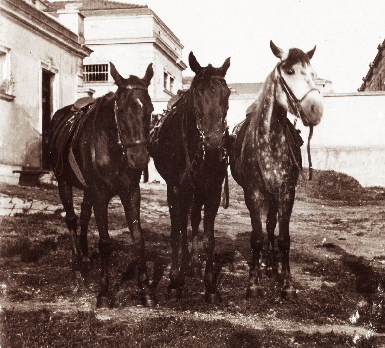 Austria, Mödling, Császári és Királyi Katonai Műszaki Főiskola (később HTL Mödling néven főiskola)., 1915, Péchy László, First World War, horse, saddle, military academy, three people, Fortepan #75930