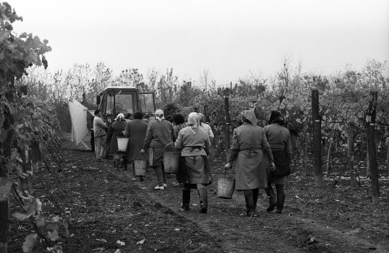 1985, Erdei Katalin, harvest, tractor, grape, bucket, wellingtons, MTZ-brand, Fortepan #76077