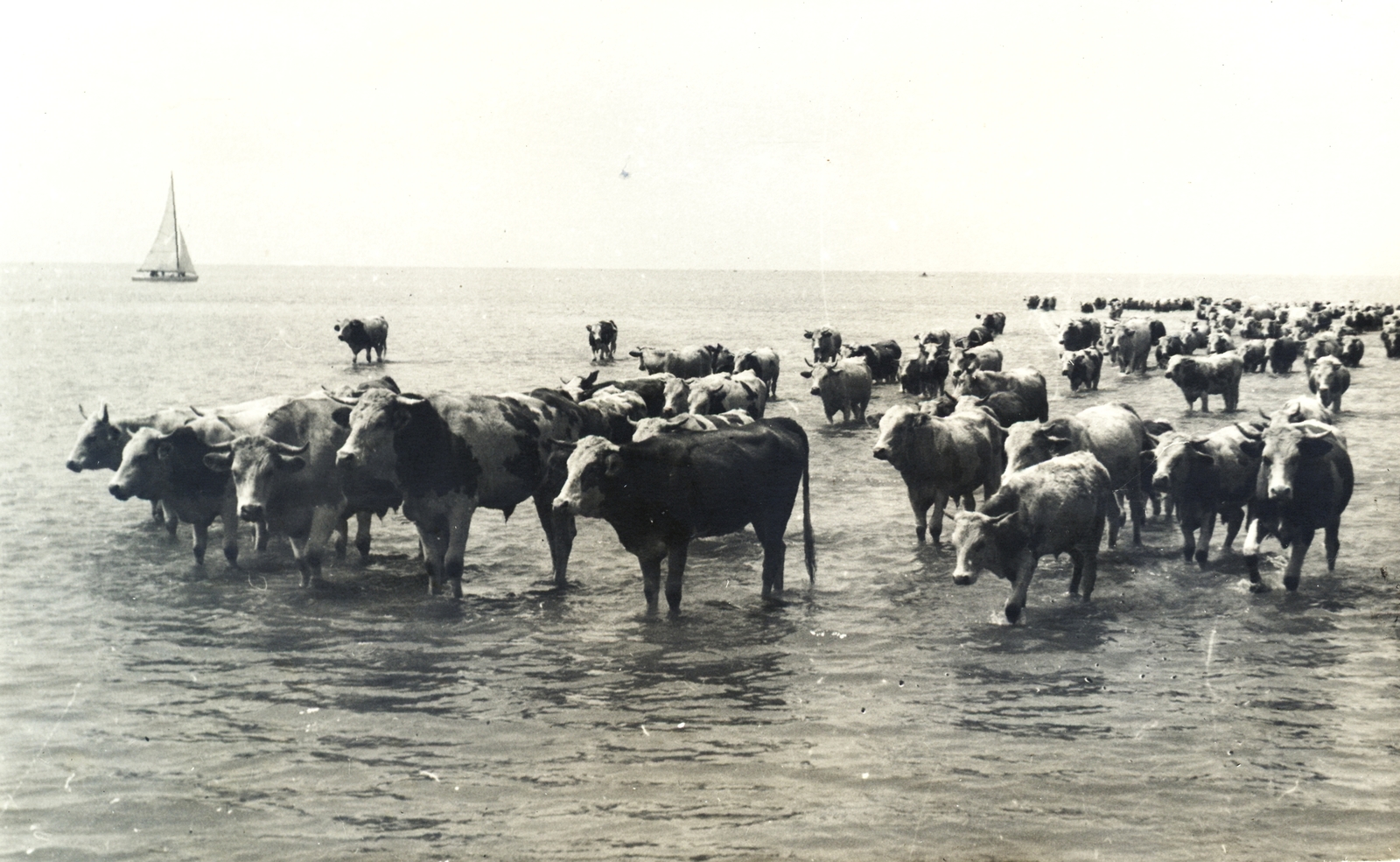 Hungary, Balatonvilágos, Balatonaliga (ekkor Balatonfőkajárhoz tartozott)., 1939, Klenner Aladár, sailboat, water surface, cattle, cattle herd, drinking, Fortepan #76803