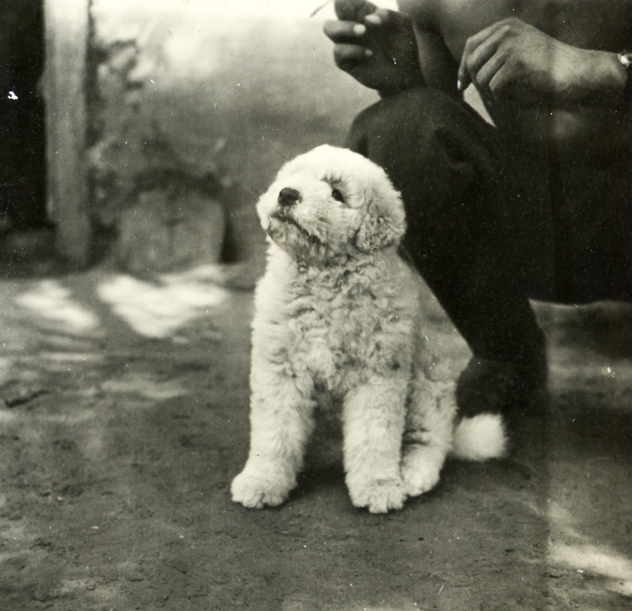 1940, Klenner Aladár, dog, Fortepan #76843
