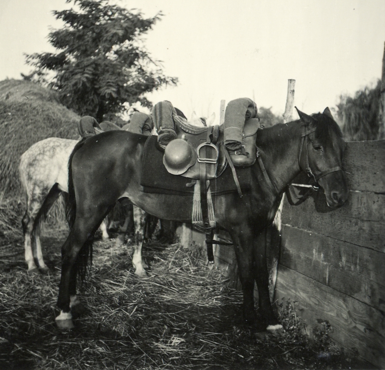 1940, Klenner Aladár, horse, saddle, Fortepan #76917