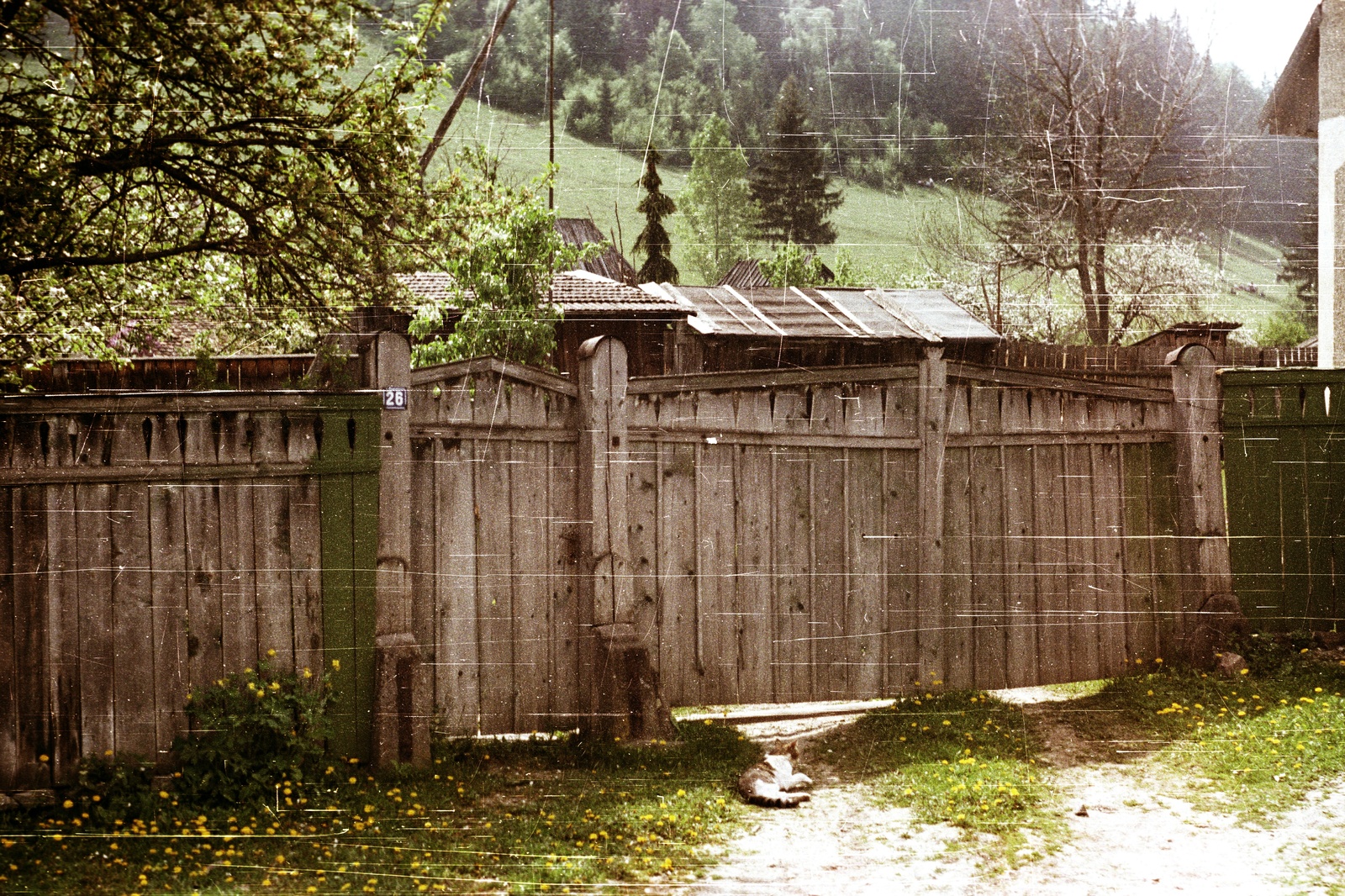 Romania,Transylvania, Miercurea Ciuc, Csíksomlyó (ekkor önálló), a Kegytemplom és az úgynevezett Nyereg közötti út mentén., 1988, tm, colorful, cat, gate, fence, Fortepan #77260