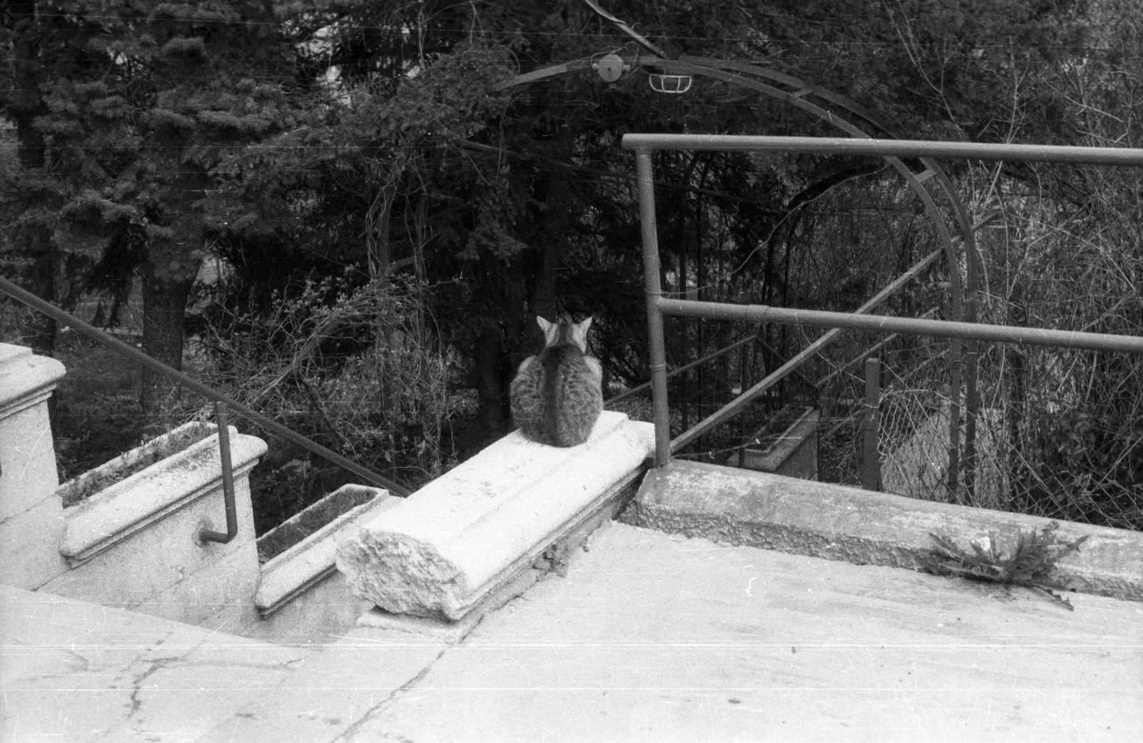 1988, tm, cat, terrace, Fortepan #77297