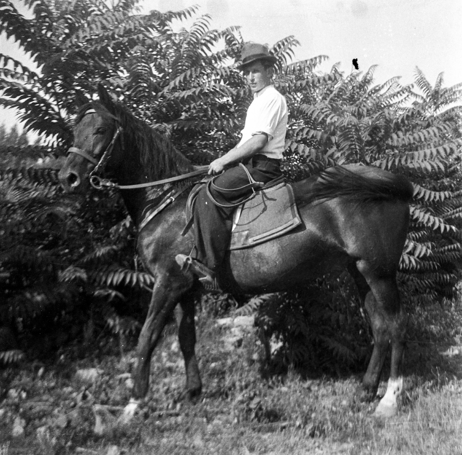 1949, Magyari László/Jánoshalmi Fotótár, rider, saddle, Fortepan #77608