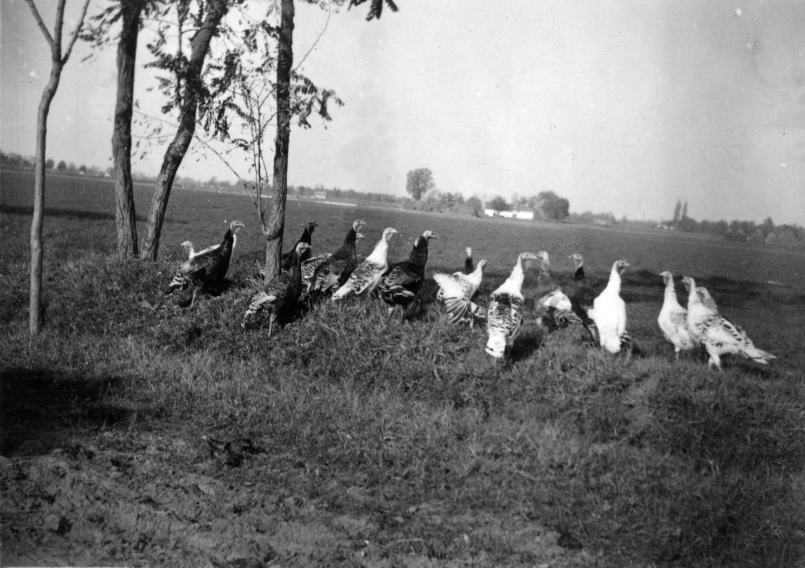 1940, Plesovszki Ákos, village, poultry, picture, agriculture, Fortepan #77746