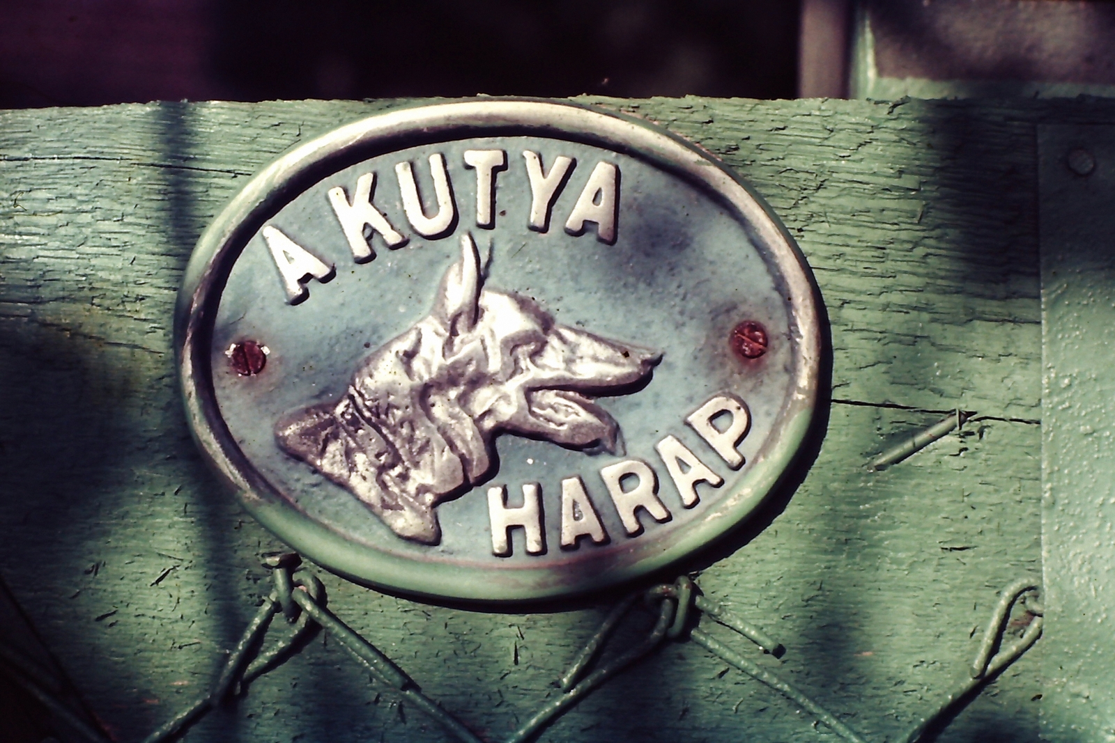 Hungary, 1975, Ed Sijmons, colorful, dog, Fortepan #77824