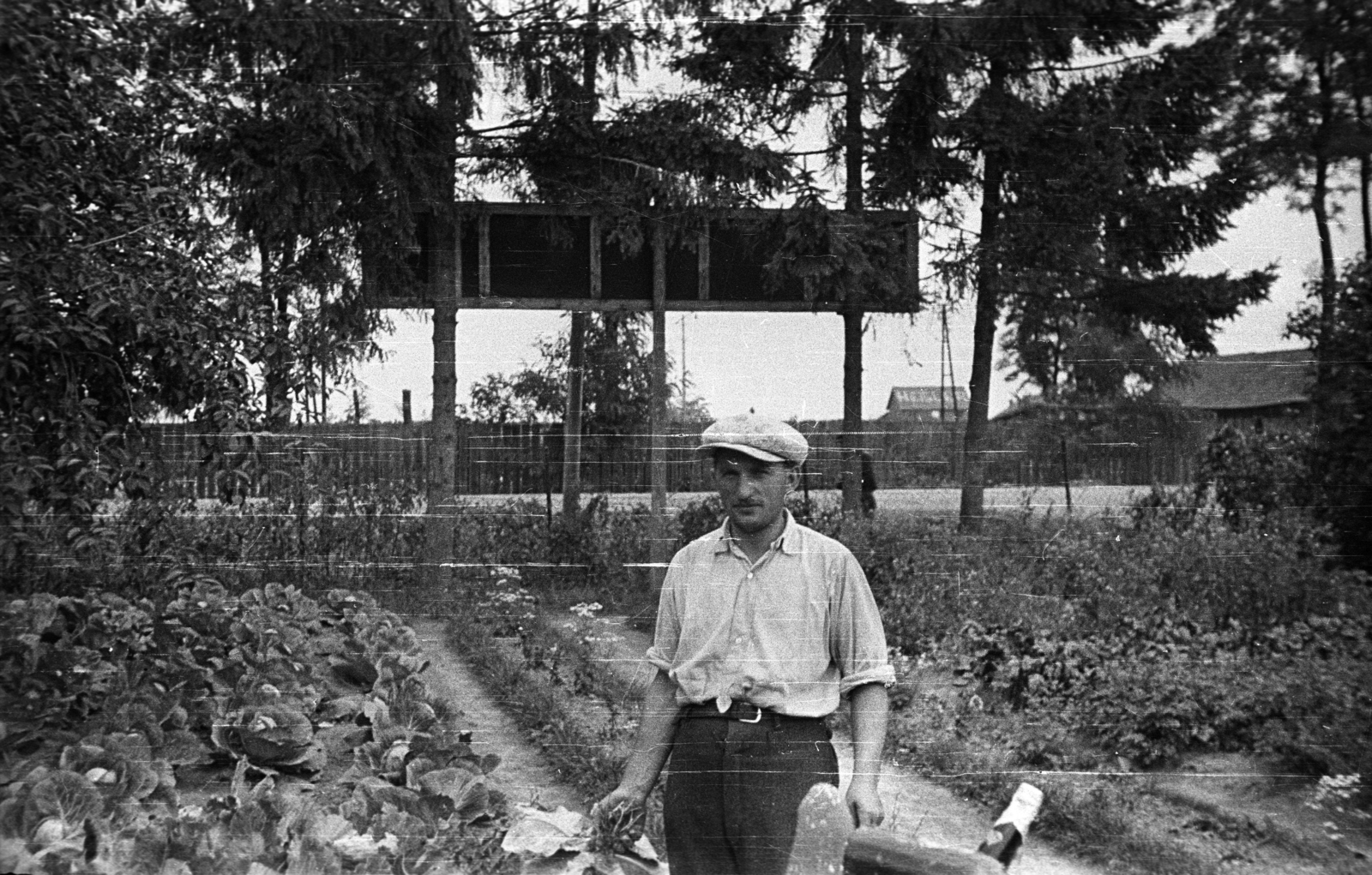 1937, Fortepan, portrait, garden, summer, cap, man, vegetables, Fortepan #77857