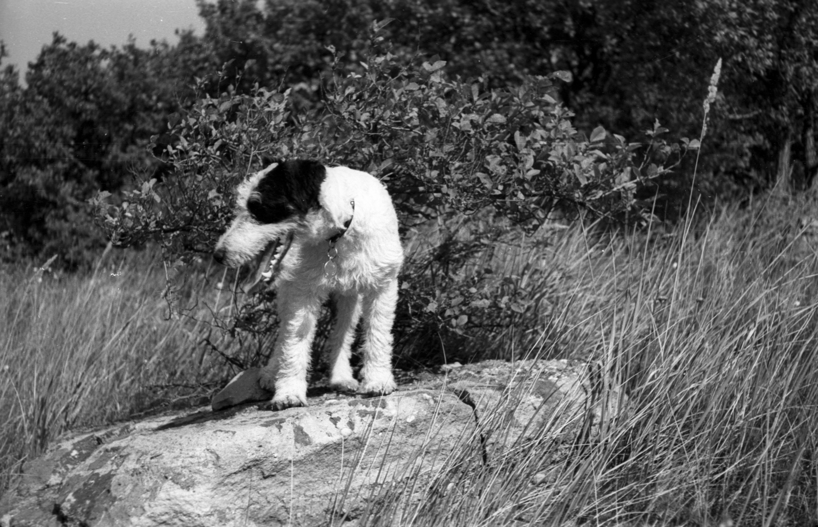 Hungary, Pilis Mountains, útban a Nagy-Kevélyre., 1948, Berkó Pál, dog, Fortepan #78427