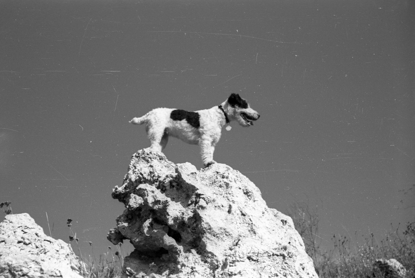 Hungary, Pilis Mountains, Nagy-Kevély., 1948, Berkó Pál, dog, tags, rock, fox terrier, bottom view, Fortepan #78429