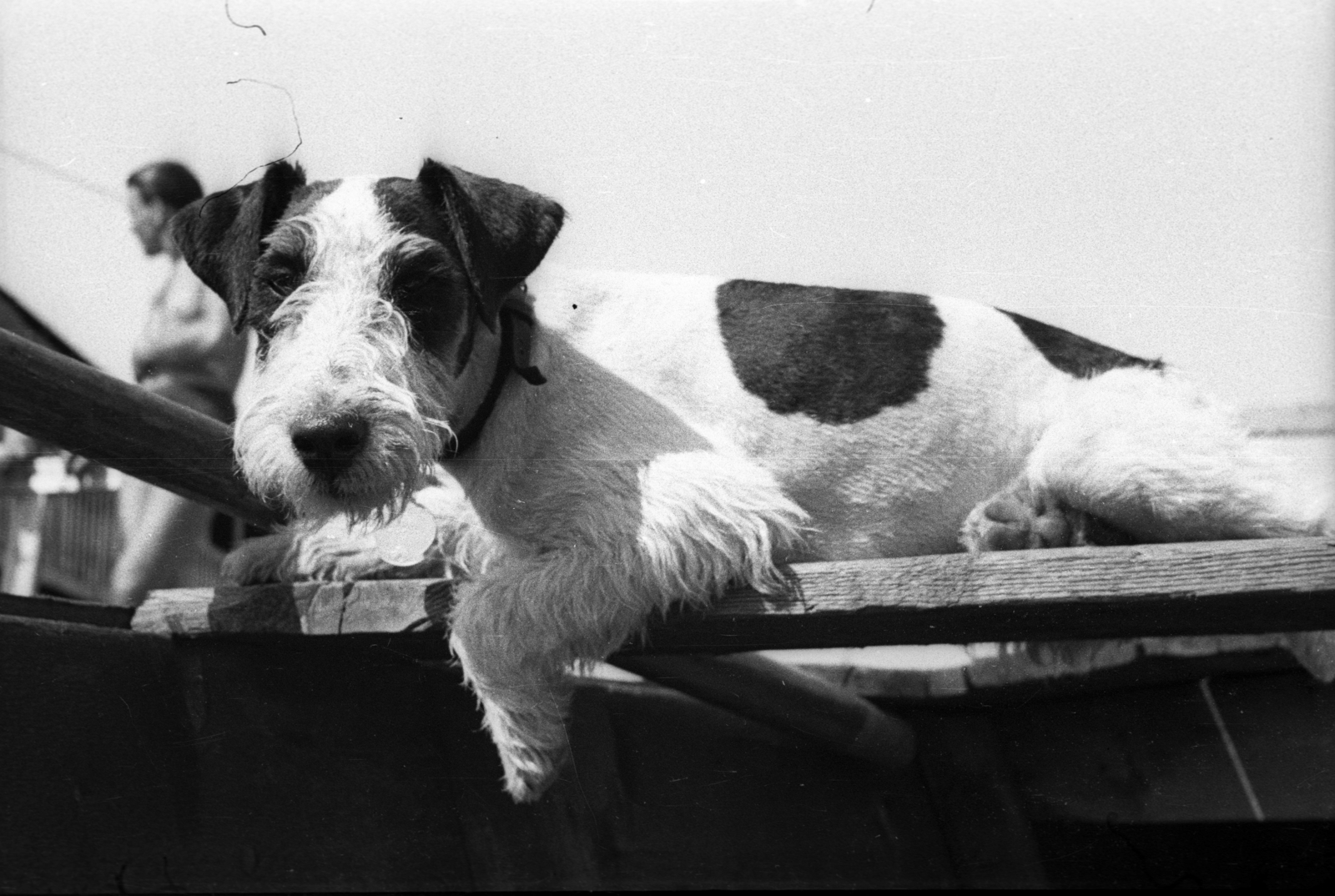 1948, Berkó Pál, dog, portrait, bottom view, fox terrier, Fortepan #78584