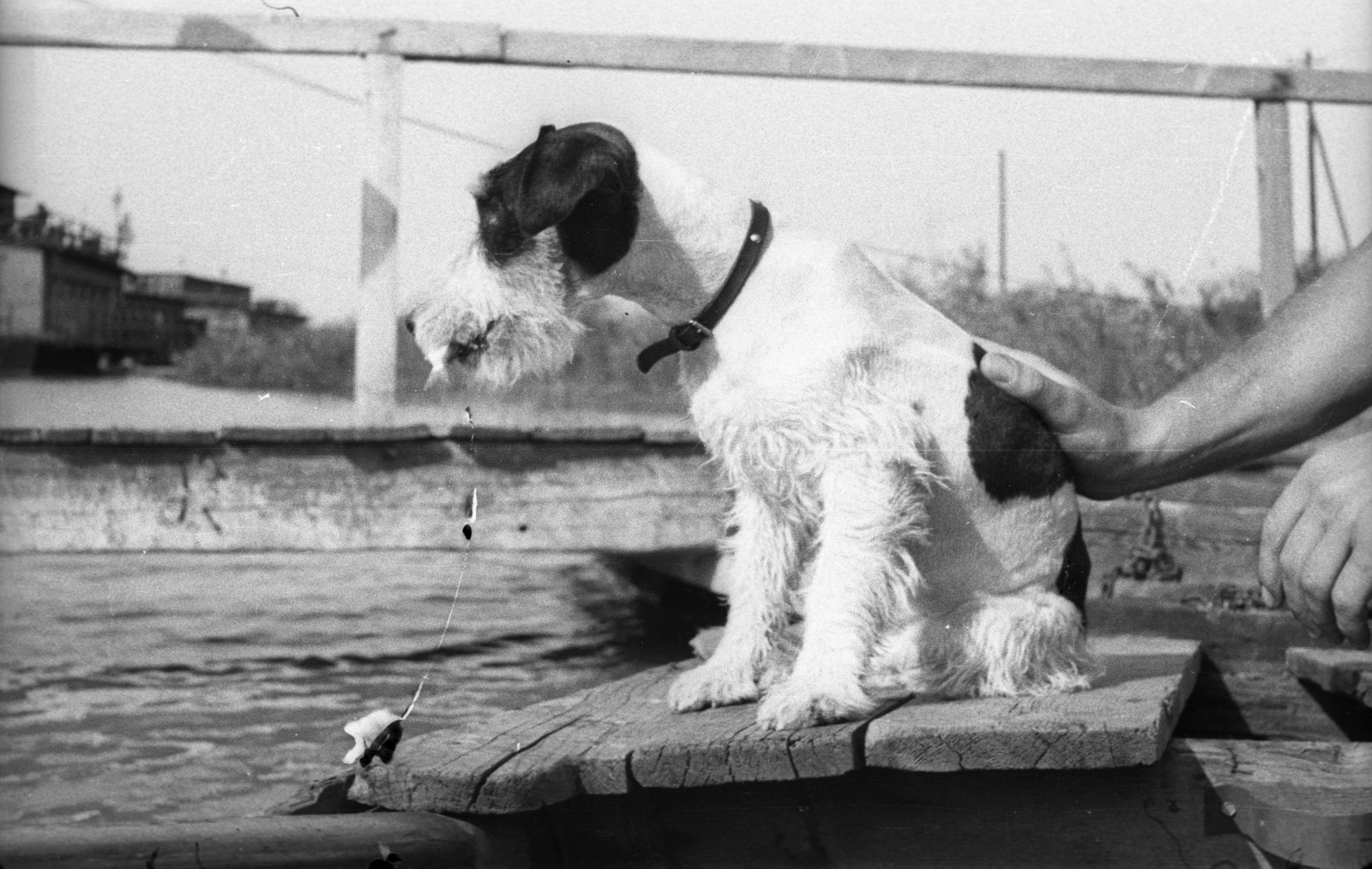 1948, Berkó Pál, dog, fox terrier, Fortepan #78585