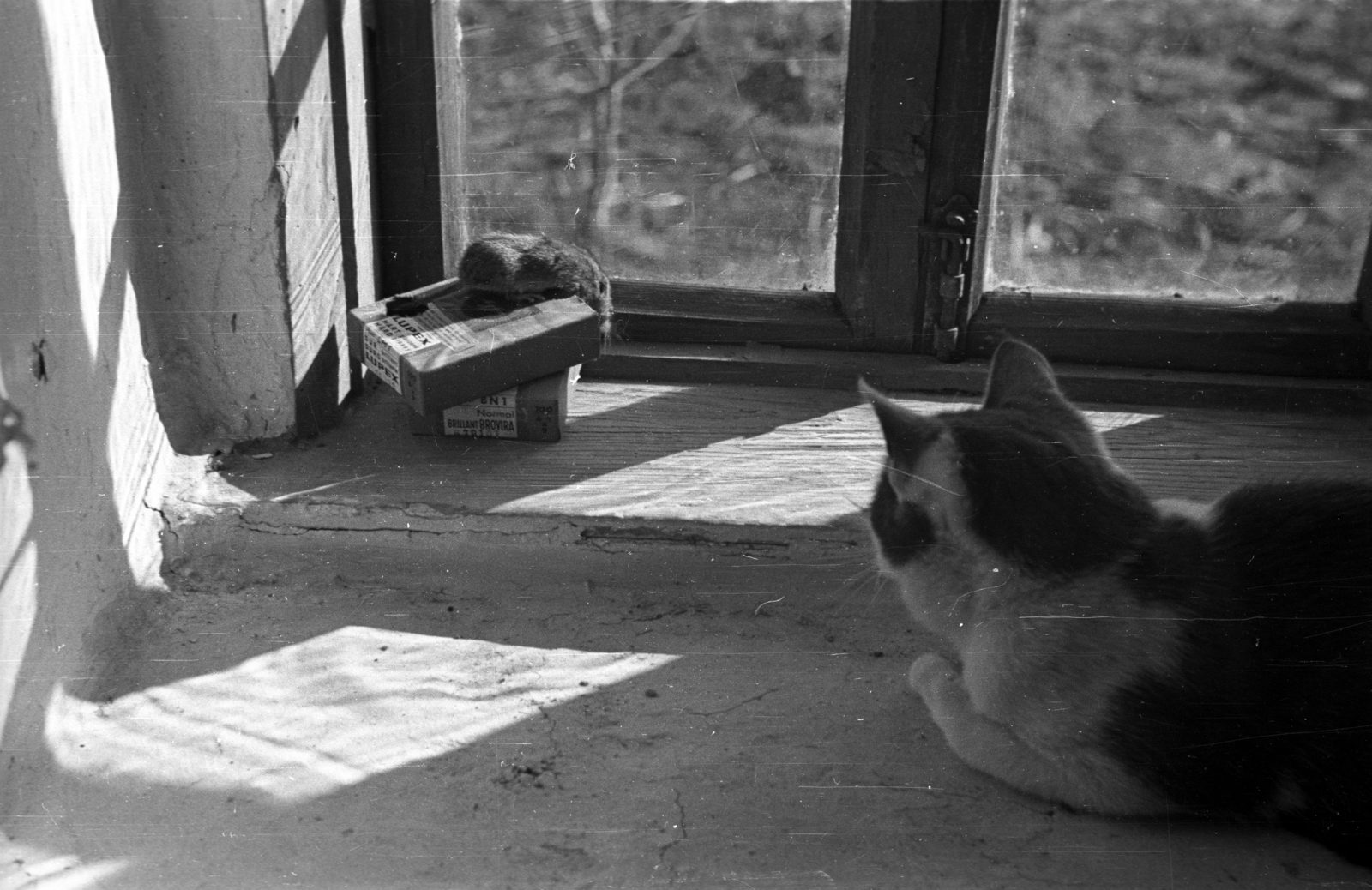 1948, Berkó Pál, cat, mouse, Fortepan #78594