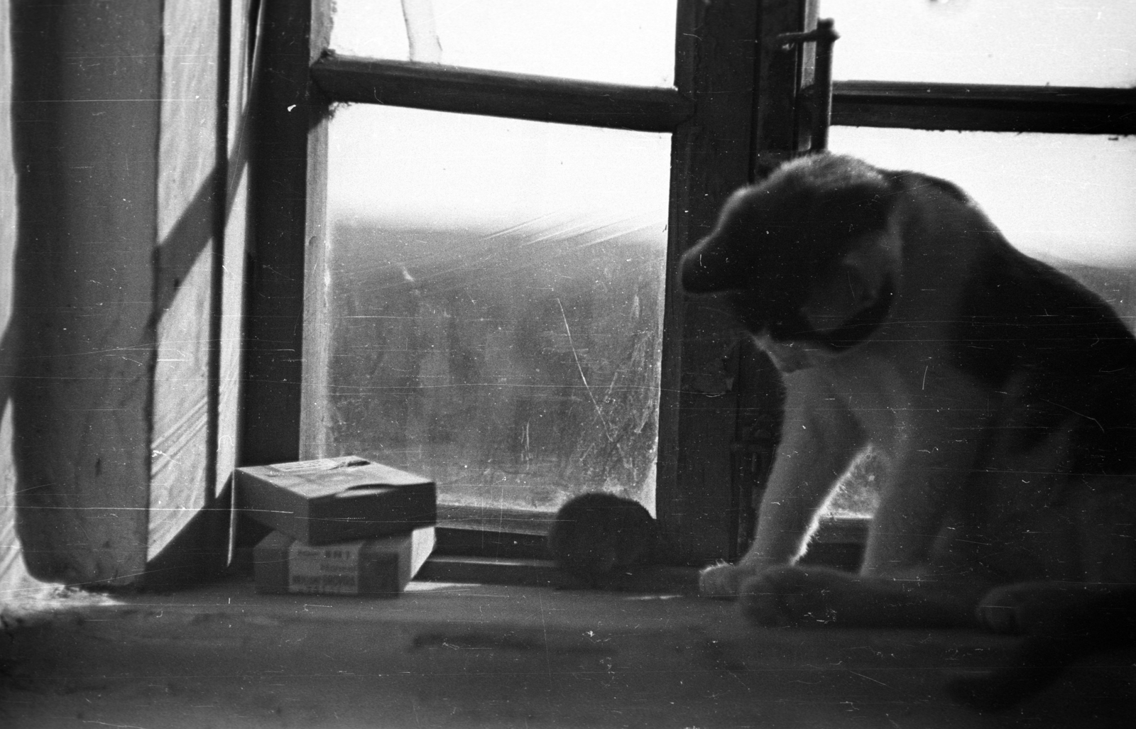 1948, Berkó Pál, cat, mouse, Fortepan #78595