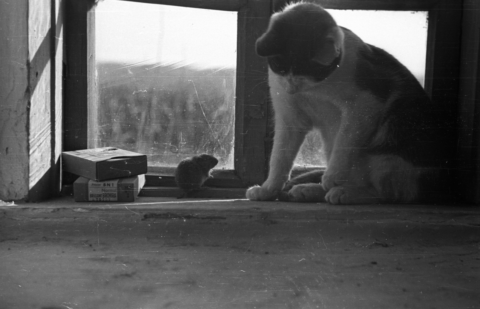 1948, Berkó Pál, cat, mouse, Fortepan #78596