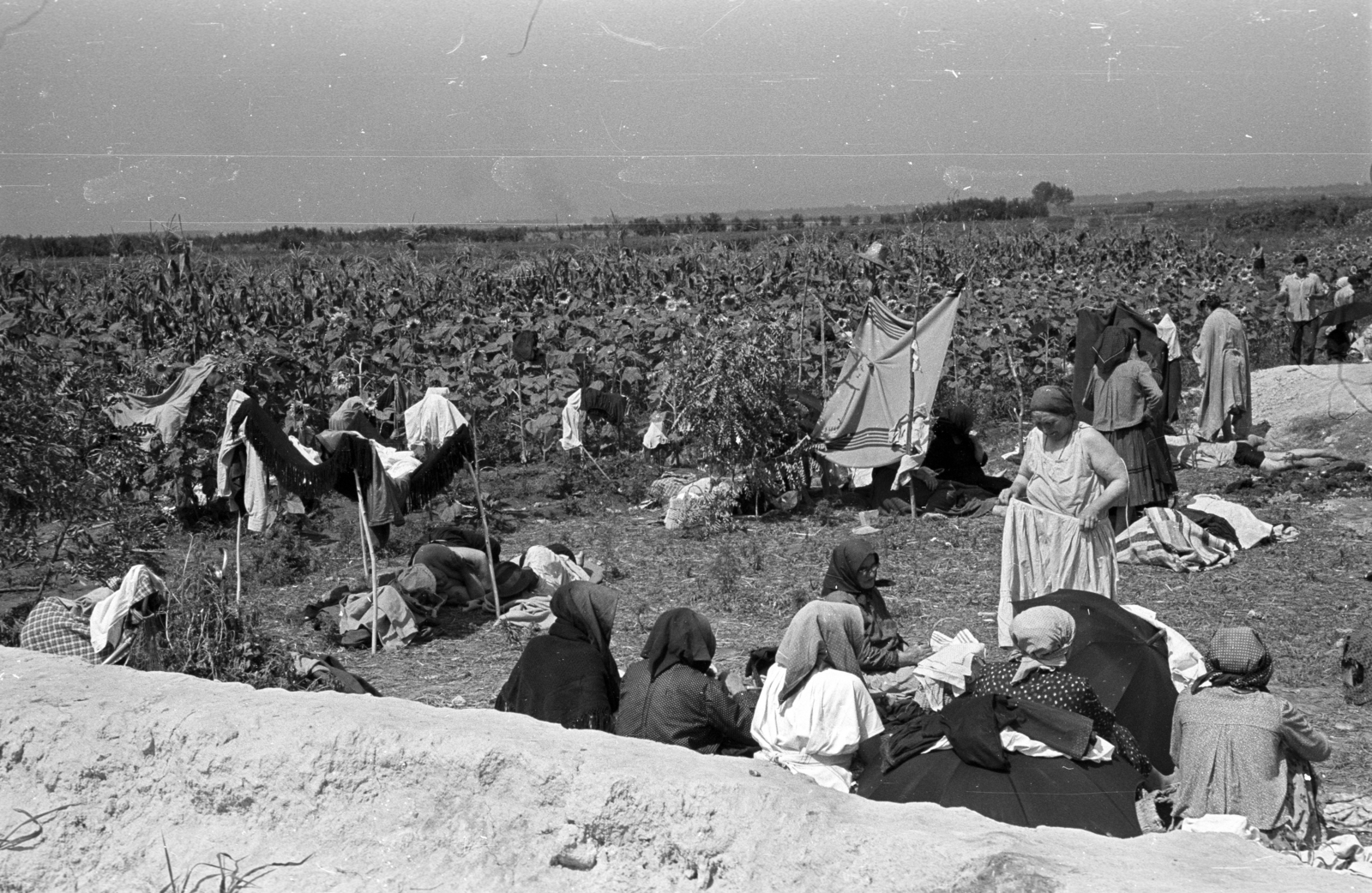 Hungary, Buzsák, Csisztapuszta., 1957, Berkó Pál, women, bathing, sunflower, Fortepan #78720