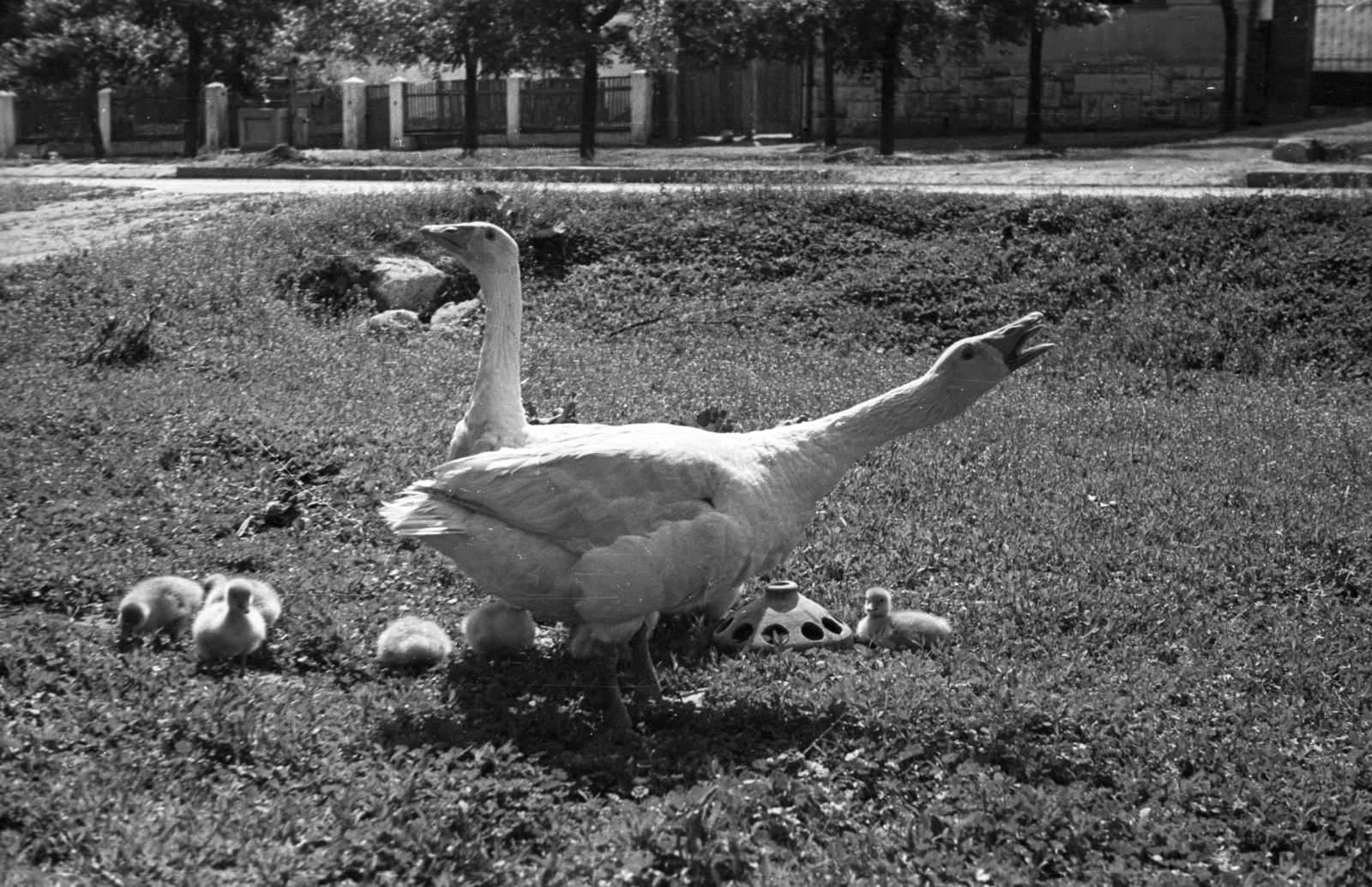 1947, Berkó Pál, goose, Fortepan #78921