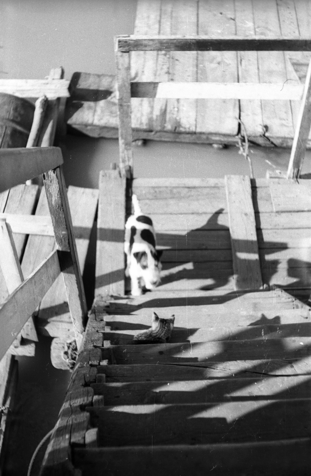 1948, Berkó Pál, stairs, shadow, dog, cat, Fortepan #78933