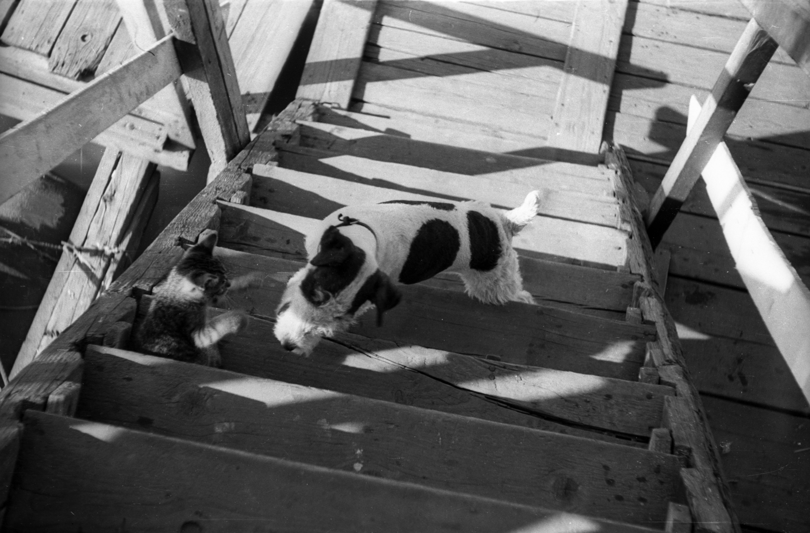 1948, Berkó Pál, shadow, dog, cat, fox terrier, Fortepan #78934