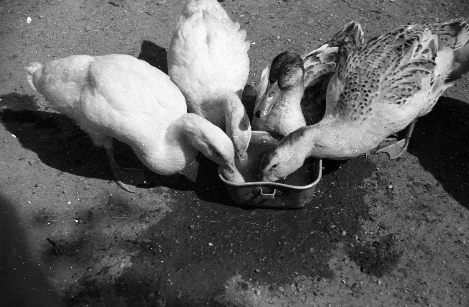 1947, Berkó Pál, duck, Fortepan #79031