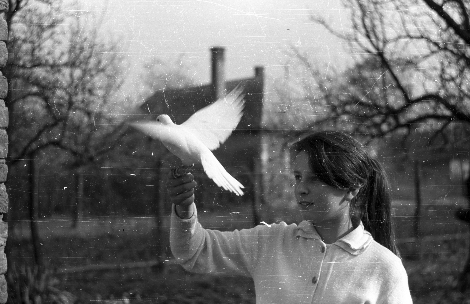 Hungary, 1969, Berkó Pál, dove, girl, braid, bird release, Fortepan #79152