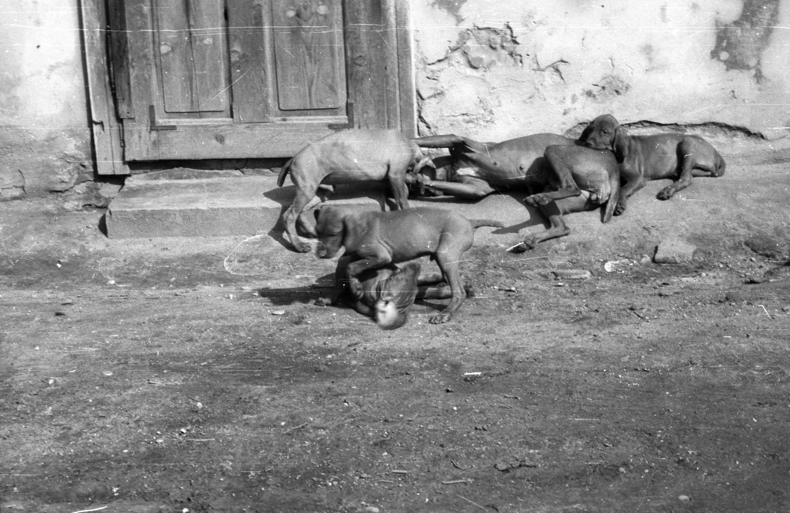 1965, Berkó Pál, dog, puppy, Fortepan #79286