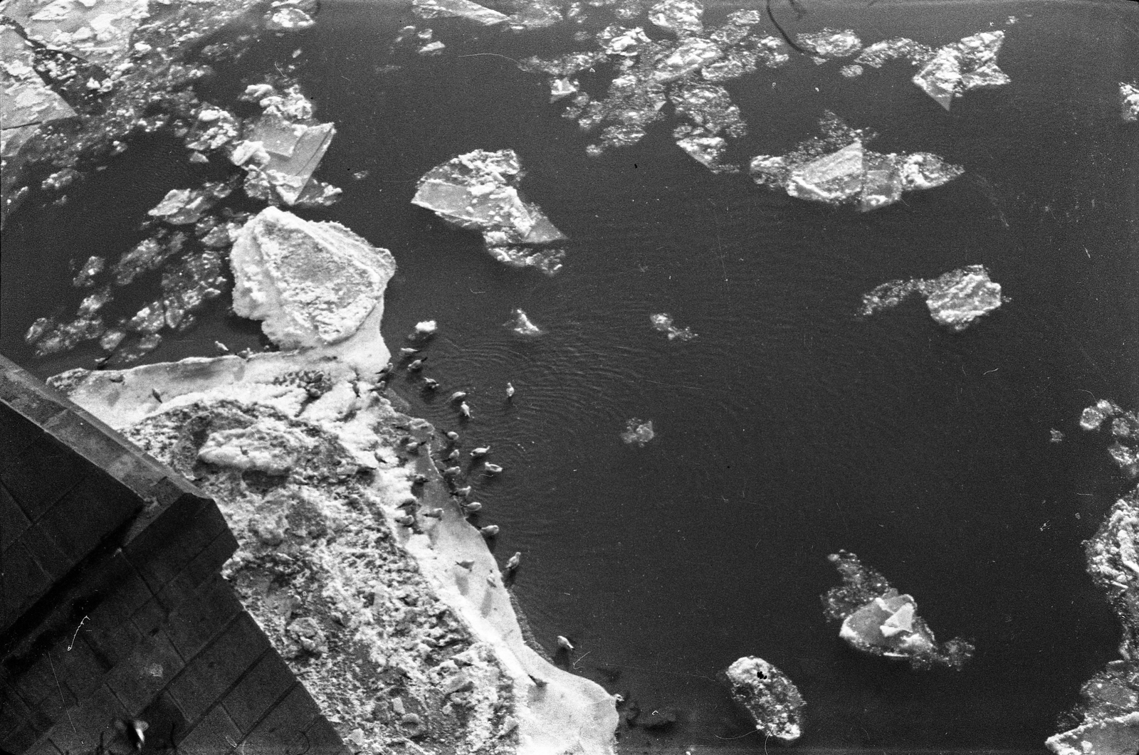1940, Berkó Pál, ice field;ice float, Fortepan #79534