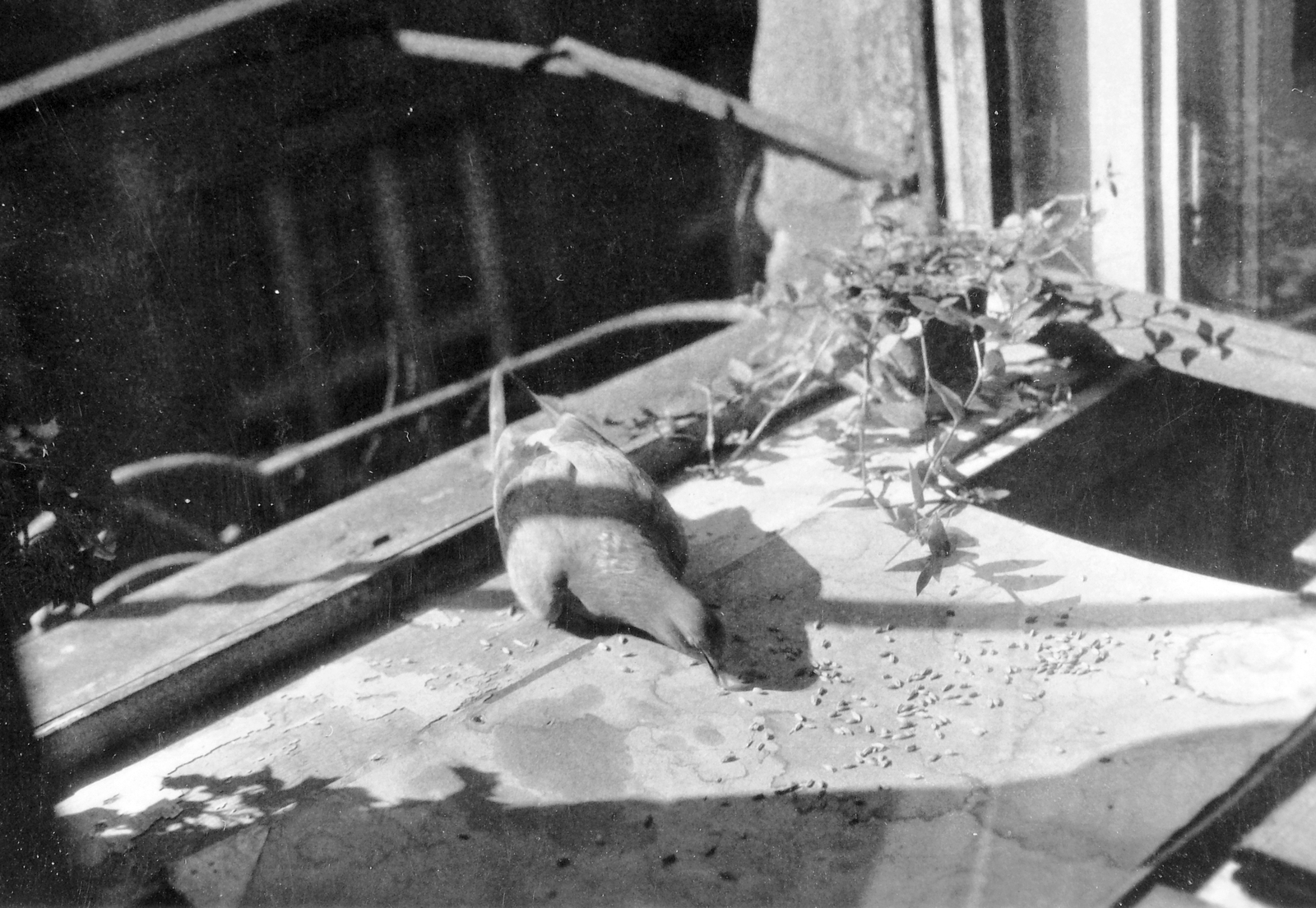 1959, Fortepan, bird, window, dove, Fortepan #8098