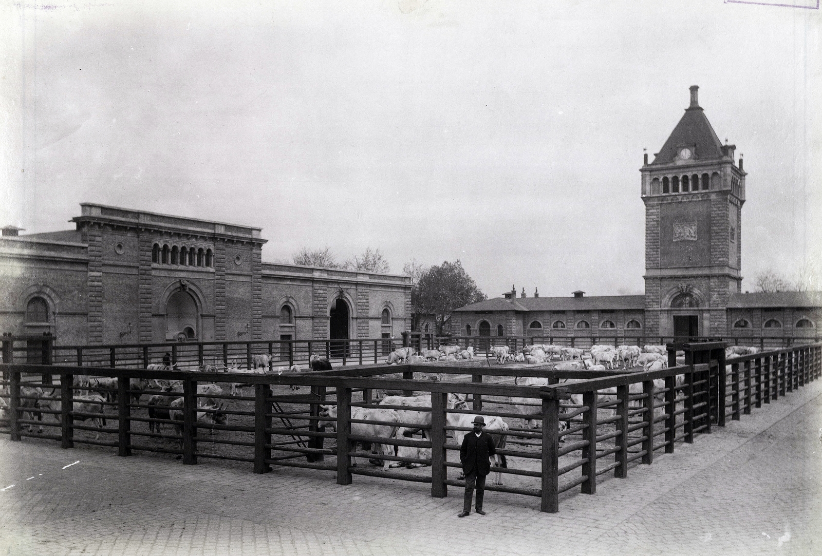 Magyarország, Budapest IX., Soroksári út, Közvágóhíd. A felvétel 1890 után készült. A kép forrását kérjük így adja meg: Fortepan / Budapest Főváros Levéltára. Levéltári jelzet: HU.BFL.XV.19.d.1.07.160, 1900, Budapest Főváros Levéltára / Klösz György fényképei, Klösz György, szarvasmarha, Budapest, vágóhíd, Best of, Fortepan #82484