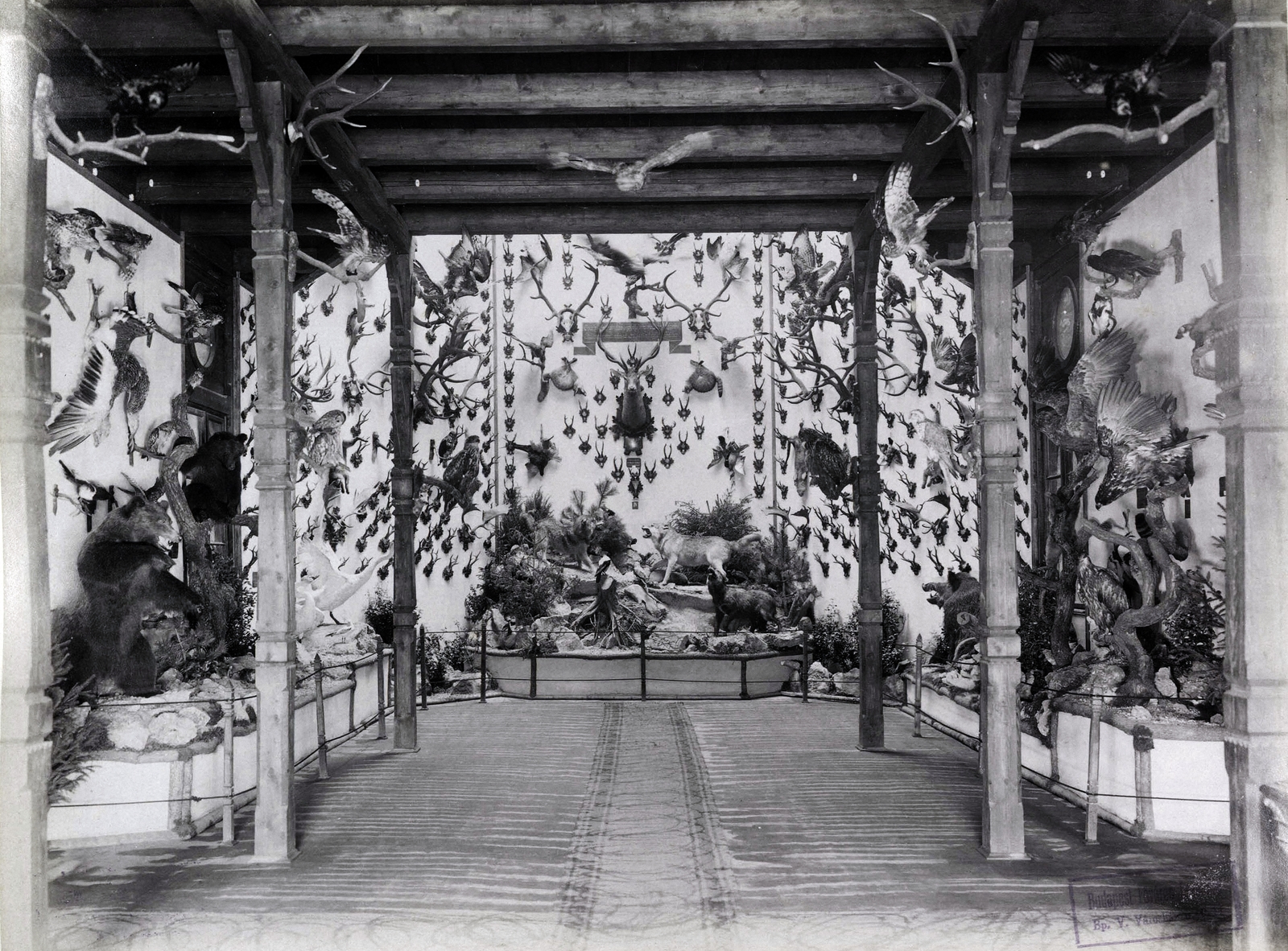 Magyarország, Városliget, Budapest XIV., "Millenniumi kiállítás: Horvát pavilon belső erdészeti kiállítóterme. A felvétel 1896-ban készült." A kép forrását kérjük így adja meg: Fortepan / Budapest Főváros Levéltára. Levéltári jelzet: HU.BFL.XV.19.d.1.10.222, 1900, Budapest Főváros Levéltára / Klösz György fényképei, Klösz György, trófea, Budapest, Ezredéves Országos Kiállítás, gyűjtemény, Fortepan #83056