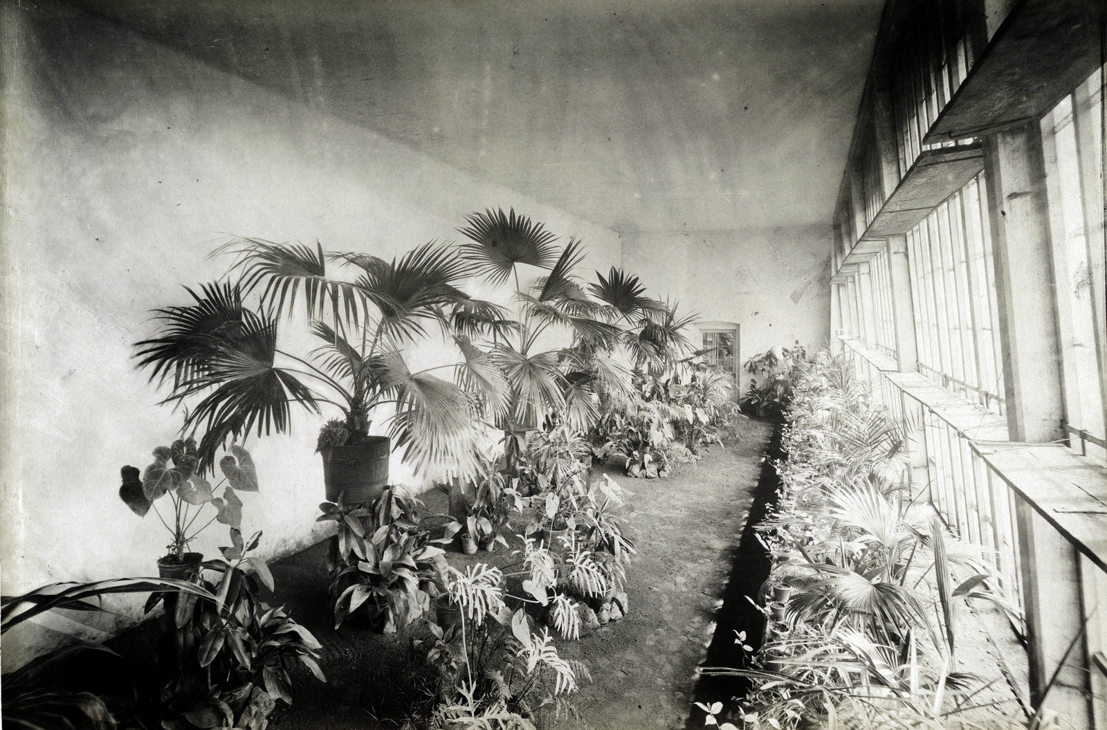 Hungary, Tengelic, Közép-Tengelic, a Csapó-kastély pálmaháza. A felvétel 1895-1899 között készült. A kép forrását kérjük így adja meg: Fortepan / Budapest Főváros Levéltára. Levéltári jelzet: HU.BFL.XV.19.d.1.11.068, 1900, Budapest Főváros Levéltára / Klösz György fényképei, Klösz György, Best of, Fortepan #83160