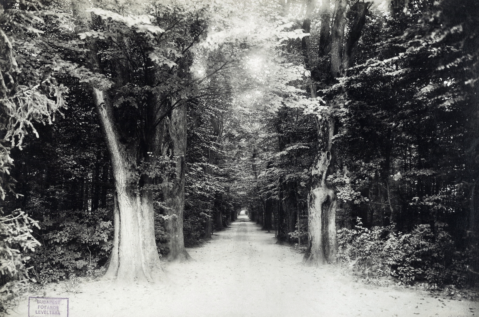 Magyarország, Berzence, fasor a Festetics-kastély parkjában. A felvétel 1895-1899 között készült. A kép forrását kérjük így adja meg: Fortepan / Budapest Főváros Levéltára. Levéltári jelzet: HU.BFL.XV.19.d.1.11.146, 1900, Budapest Főváros Levéltára / Klösz György fényképei, Klösz György, fasor, Best of, Fortepan #83238