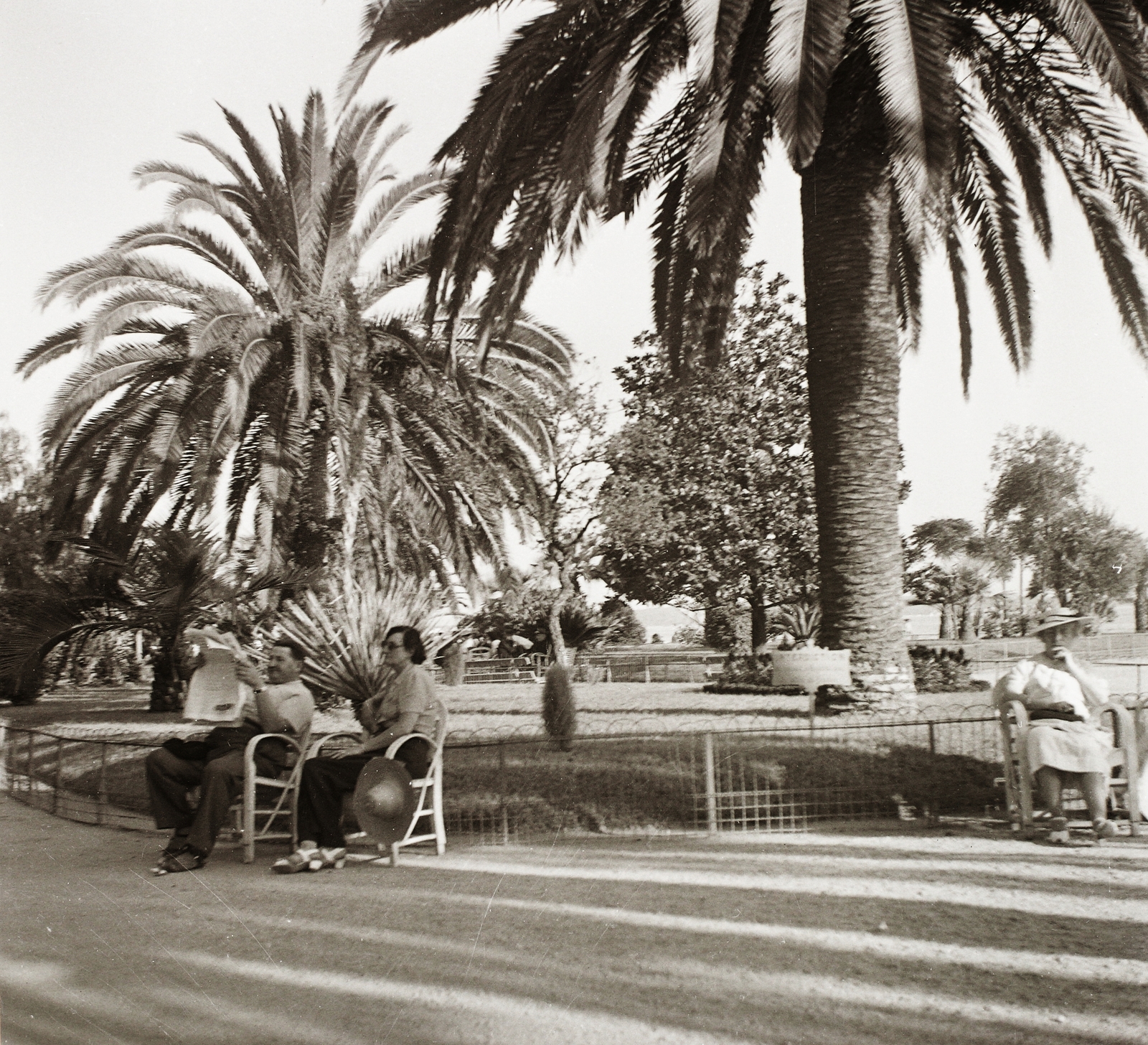 France, Cannes, 1934, Ebner, relaxation, palm tree, bench, Fortepan #83742