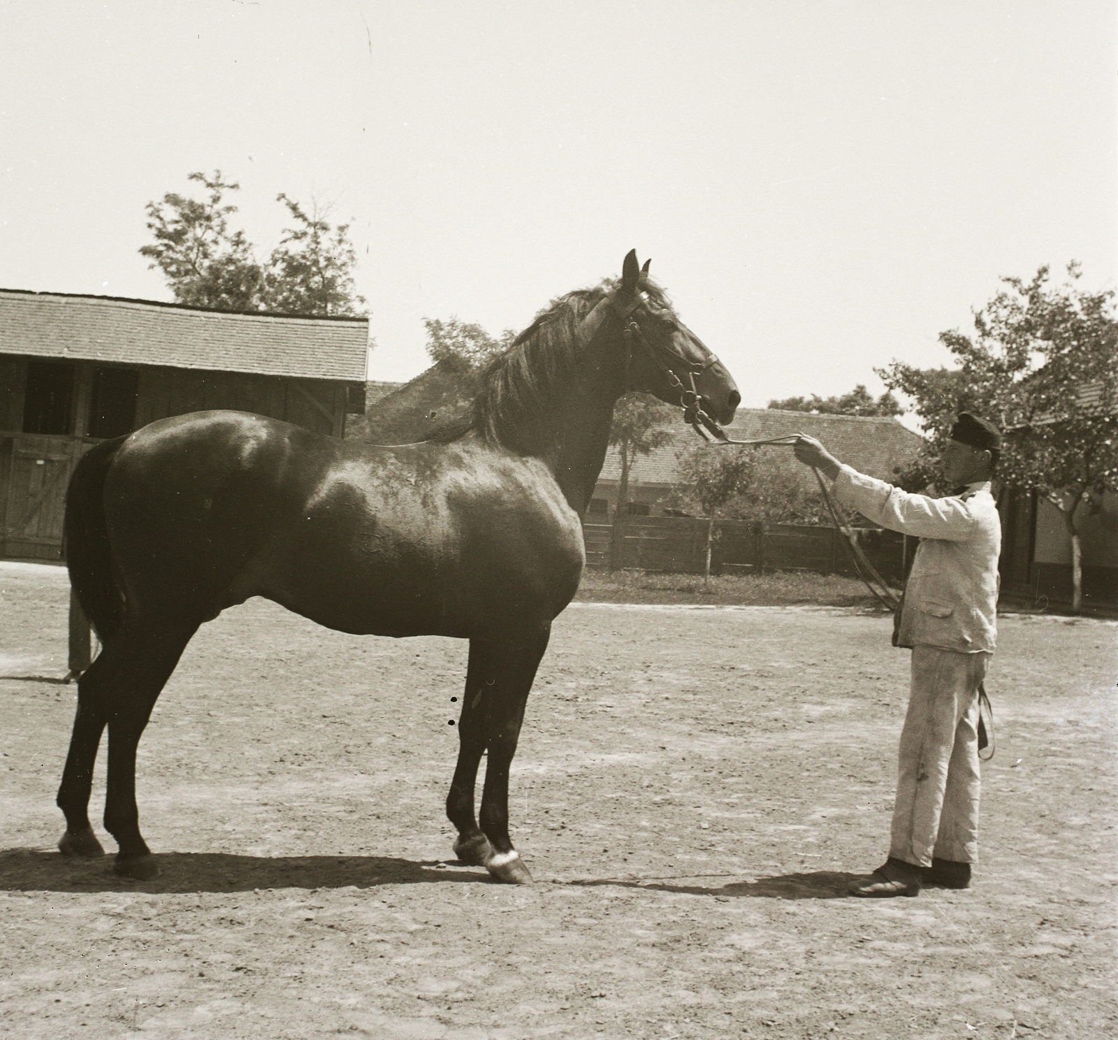 Magyarország, Hortobágy, 1935, Ebner, ló, Fortepan #83747