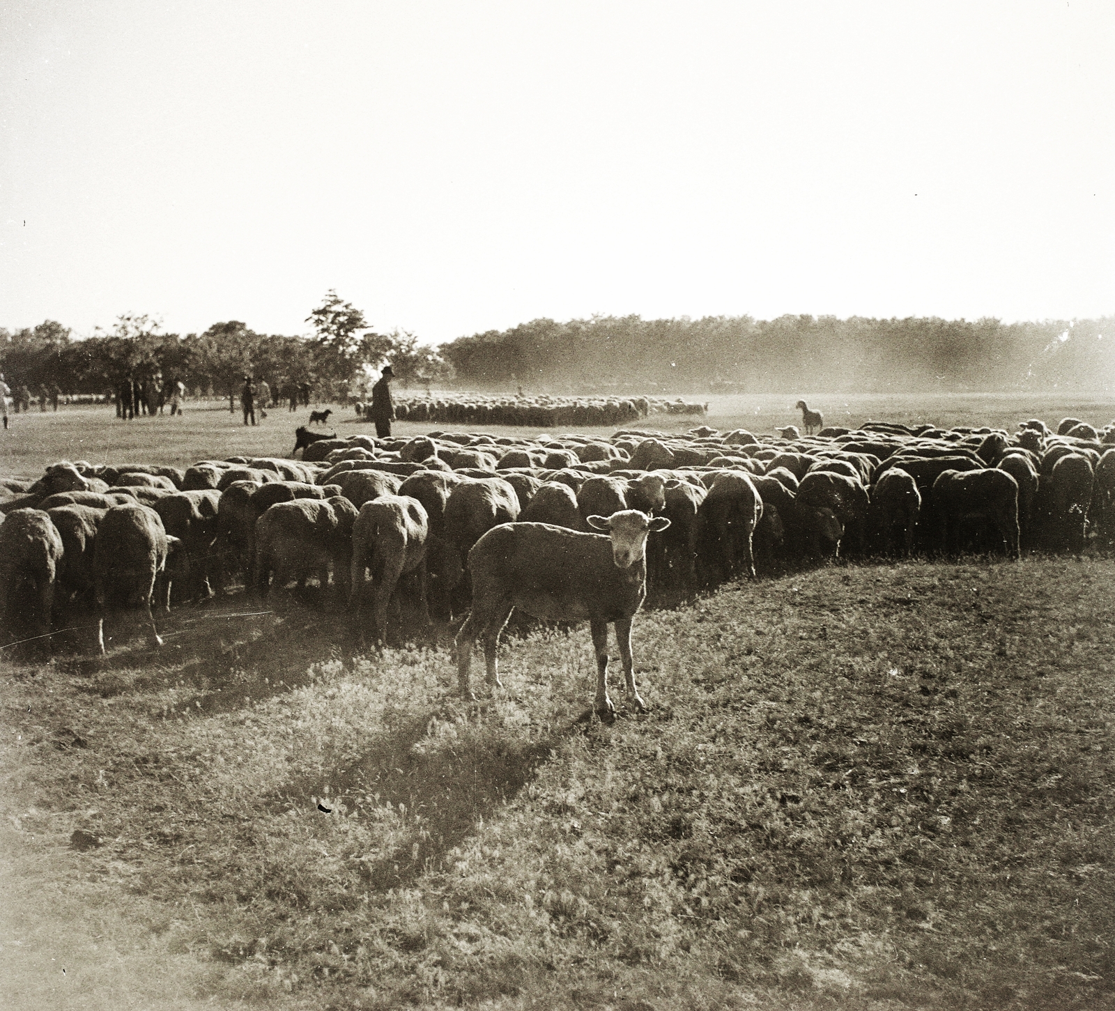 Hungary, Hortobágy, 1935, Ebner, sheep, shepherd, herd, pasture, Fortepan #83758