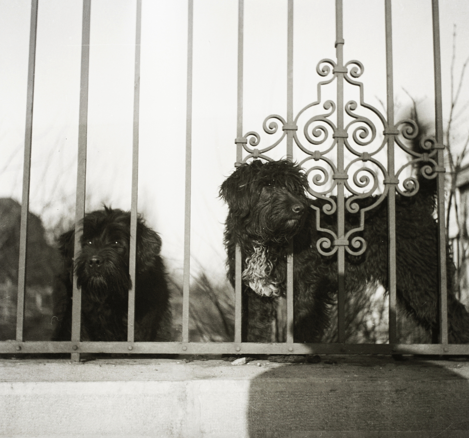 Hungary, Budapest XII., a Tóth Lőrinc utca - Goldmark Károly (Daruváry) utca sarkán álló ház kerítése., 1935, Ebner, dog, Budapest, forged iron fence, Fortepan #83792