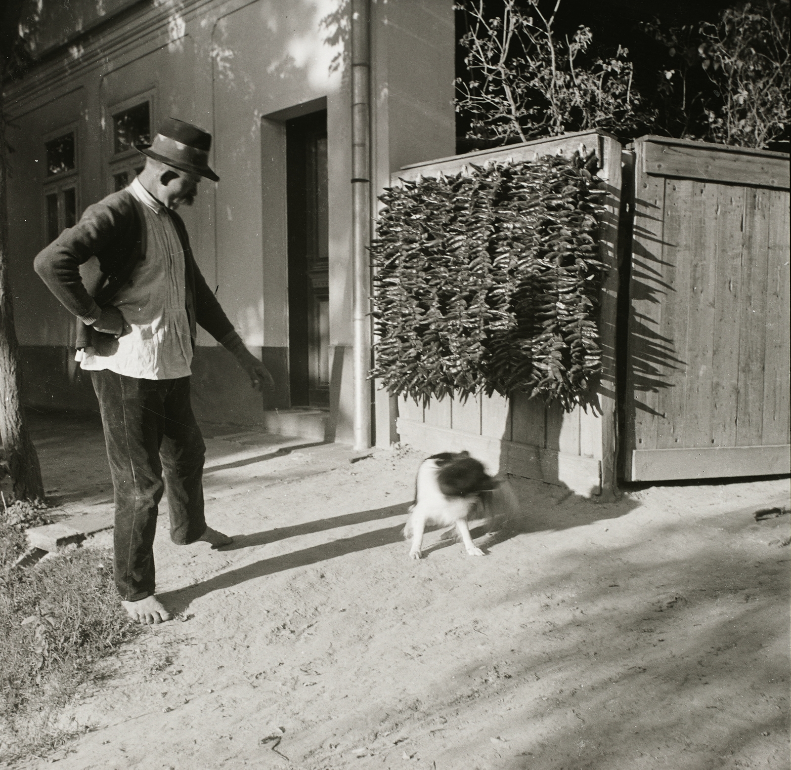 1936, Ebner, dog, barefoot, red pepper, pepper garland, Fortepan #83802