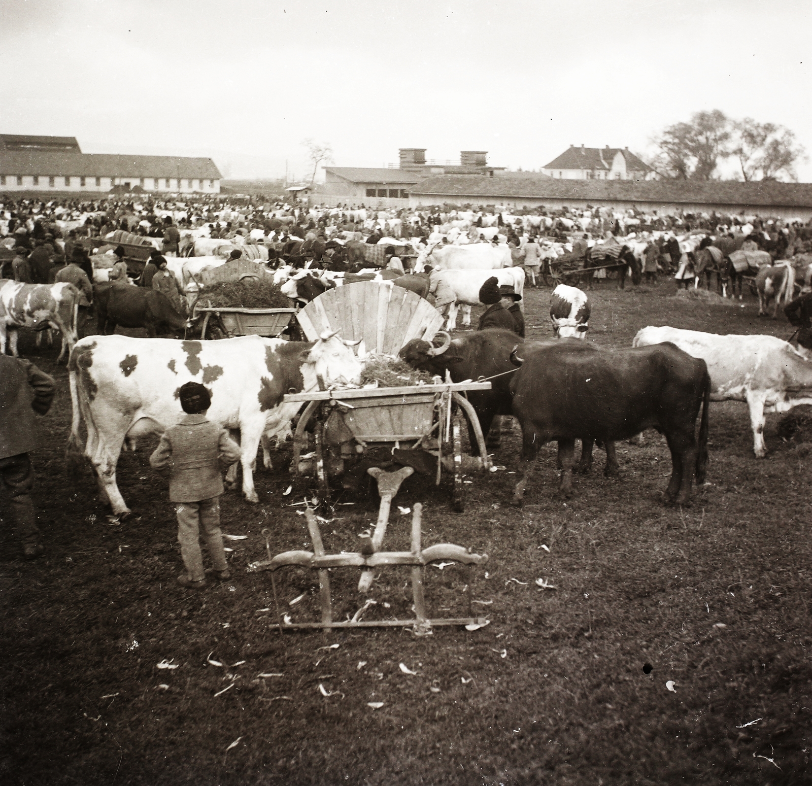 Romania,Transylvania, 1940, Ebner, market, cattle, Fortepan #83909