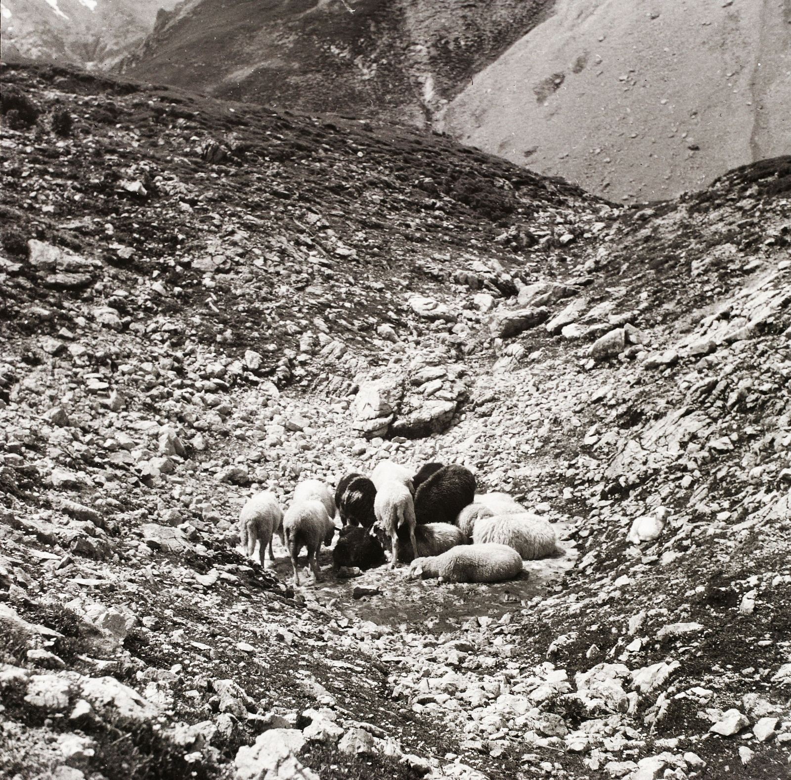 1939, Ebner, sheep, Fortepan #83962